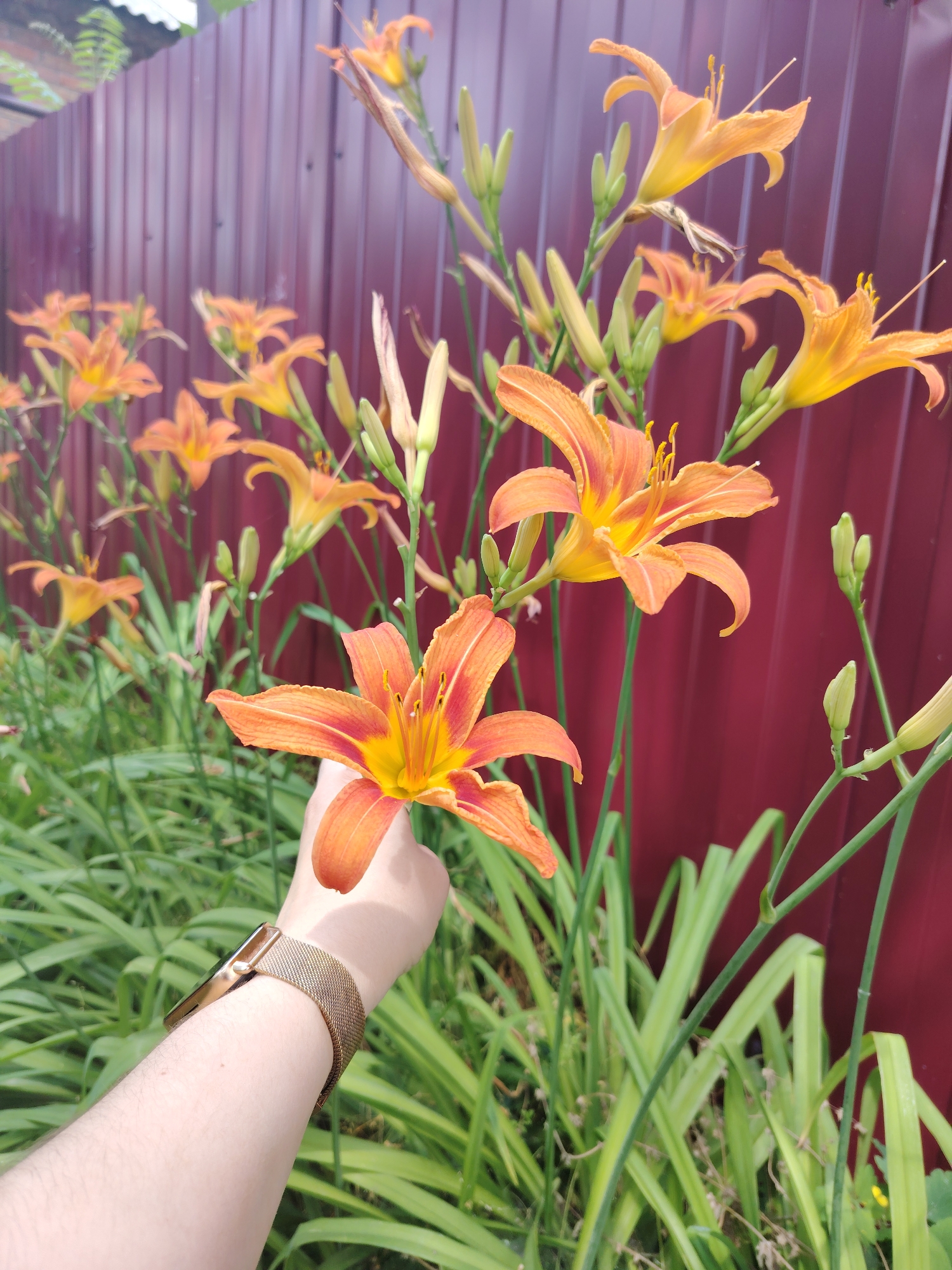 A hand with a gold-mesh watch band is holding a bright orange daylily flower in front of a blurred red metal fence. The daylily has six petals, a yellow center, and a stamen. Green leaves and other daylily buds are visible in the foreground and background. The scene appears to be outdoors, likely in a residential garden in Rostov-on-Don, Russia, given the style of the fence and the presence of daylilies. The lighting suggests it is daytime, possibly afternoon. There is no visible damage or any signs of forensic interest.