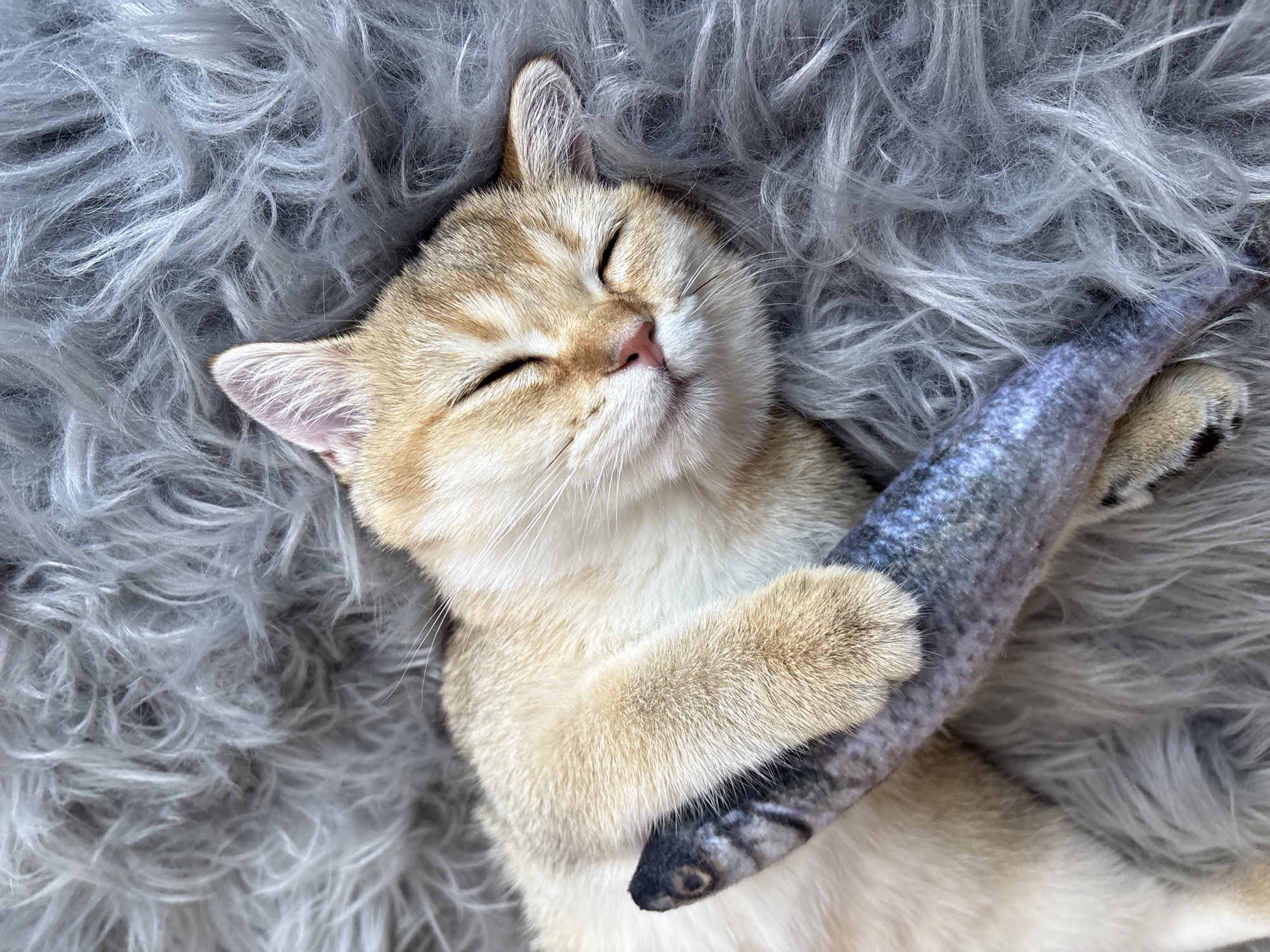 A golden-colored cat is sleeping on a gray, fluffy rug. The cat is lying on its back with its eyes closed and its paws wrapped around a fish-shaped toy. The cat's fur is light brown and cream-colored, and its eyes are closed. The rug is a soft, gray shag rug. The image is a close-up shot, and the cat and rug fill most of the frame. The scene is peaceful and cozy. The location in Bönnigheim, Germany is not discernible from the image.