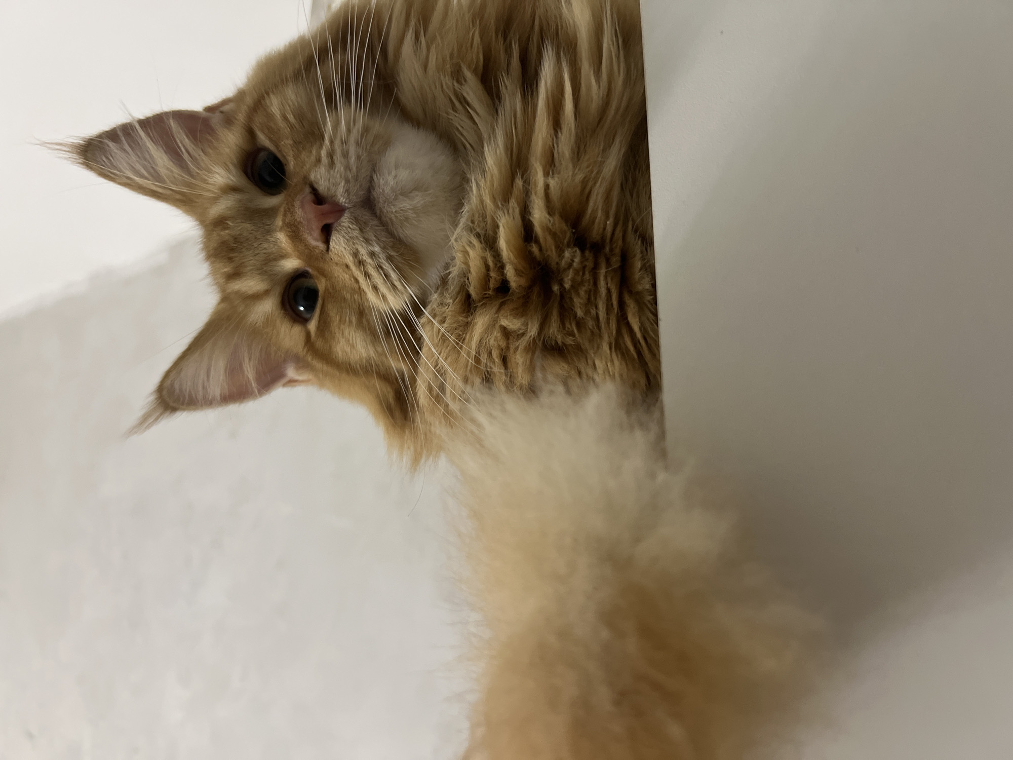 A close-up, low-angle shot captures an orange tabby cat with prominent ear tufts, its fur appearing long and fluffy. The cat is positioned on a white surface, with its gaze directed upwards. The background is a plain, lightly textured white wall. The image provides a detailed view of the cat's facial features, including its eyes, nose, and whiskers, as well as its bushy tail. The lighting suggests an indoor setting. The location is not specified in the image or the provided crops.