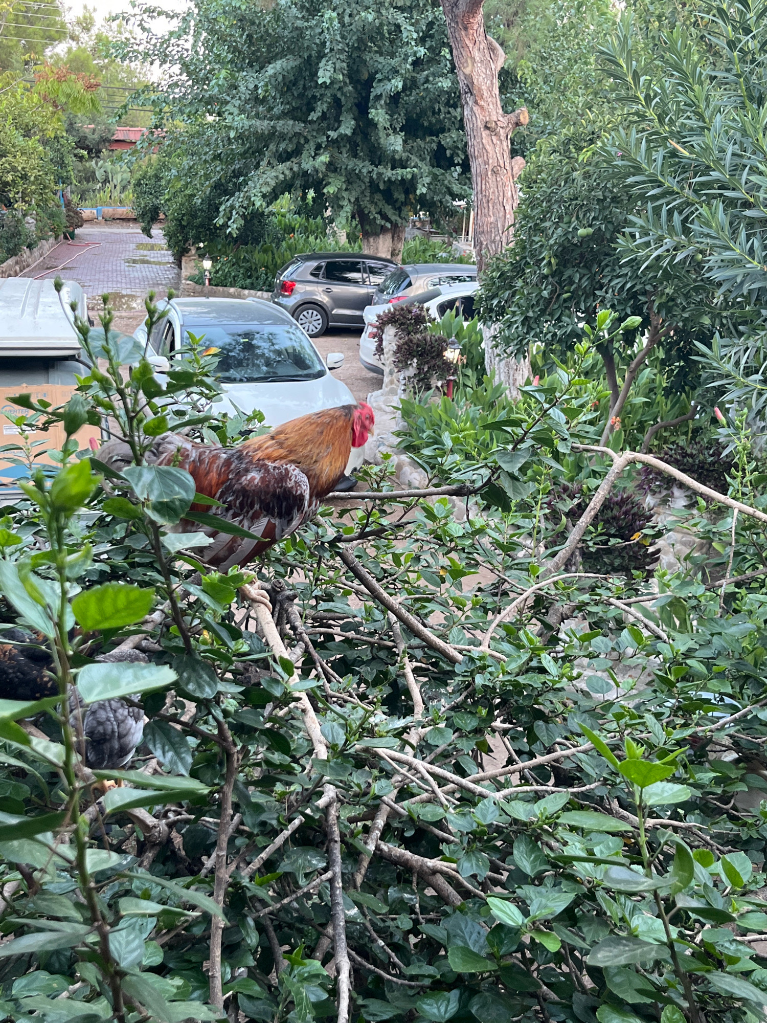 In the city of Kemer, Turkey, a close-up shot captures a vibrant scene dominated by lush green foliage. In the foreground, two chickens are perched on branches amidst the dense leaves. One chicken, predominantly brown and white, faces right with its head turned, while another, speckled gray and white, faces left, partially obscured by leaves. The branches they are on are thick and brown, interwoven with the greenery.
Behind the chickens, the scene opens up to reveal more of the environment. A white car is parked in the background, partially visible. Further back, a gray car is also parked, and beyond that, a road can be seen winding through a leafy landscape. The overall impression is of a natural, possibly residential, setting with abundant plant life, suggesting a peaceful, perhaps slightly wild, corner within the Turkish city. The lighting suggests it might be late afternoon or early evening.