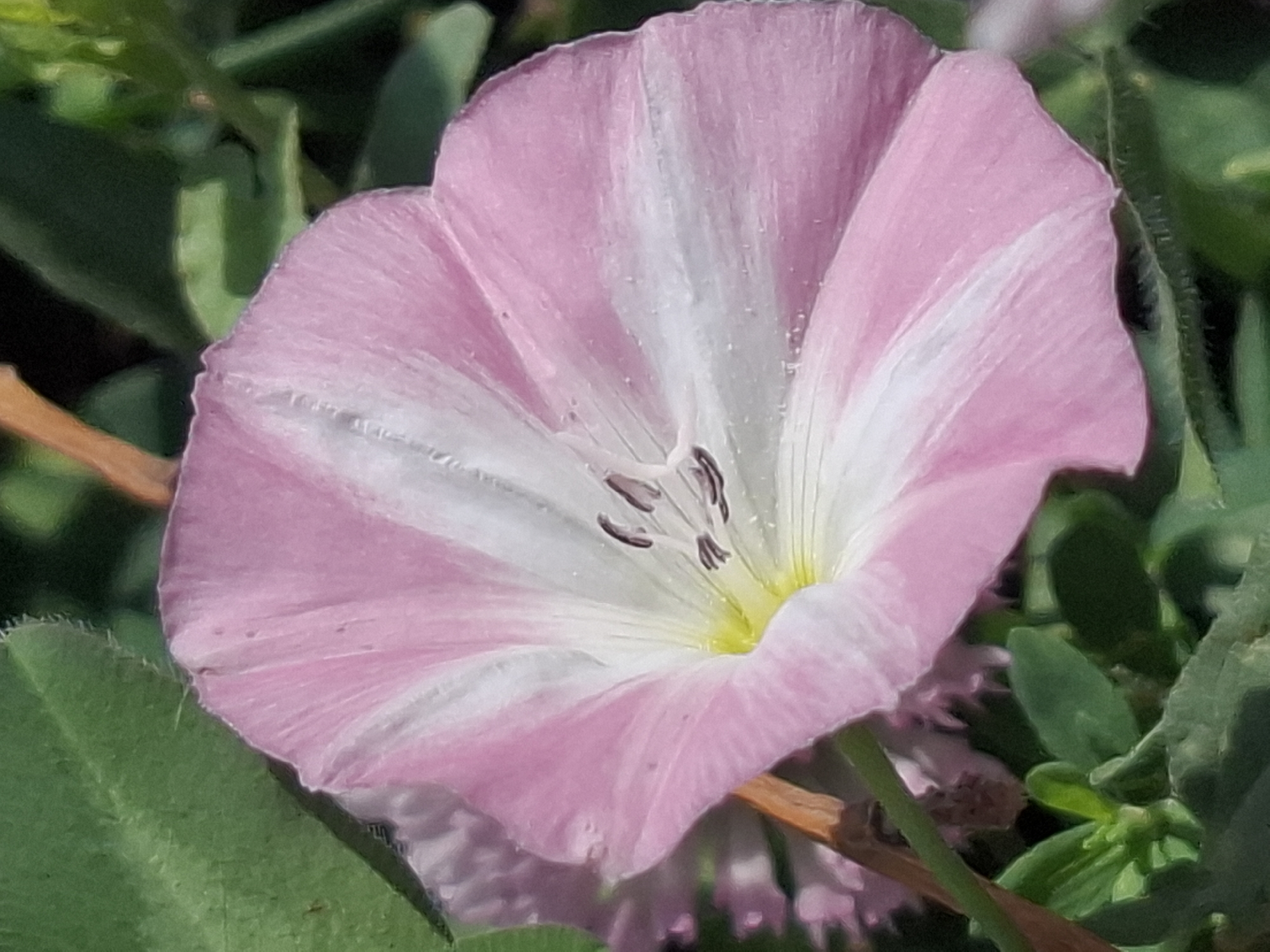 The image is a close-up, natural light photograph of a single pink and white bindweed flower. The flower is funnel-shaped with five distinct petals, each featuring a gradient from pink at the edges to white near the center. The white stripes are prominent and run lengthwise down the petals. The center of the flower is yellow with visible stamens. The bloom is surrounded by green foliage and a brown stem. The background is a blur of green and dark tones, suggesting an outdoor environment. The image has a shallow depth of field, with the flower in sharp focus and the surroundings blurred. The location is not specified in the image.