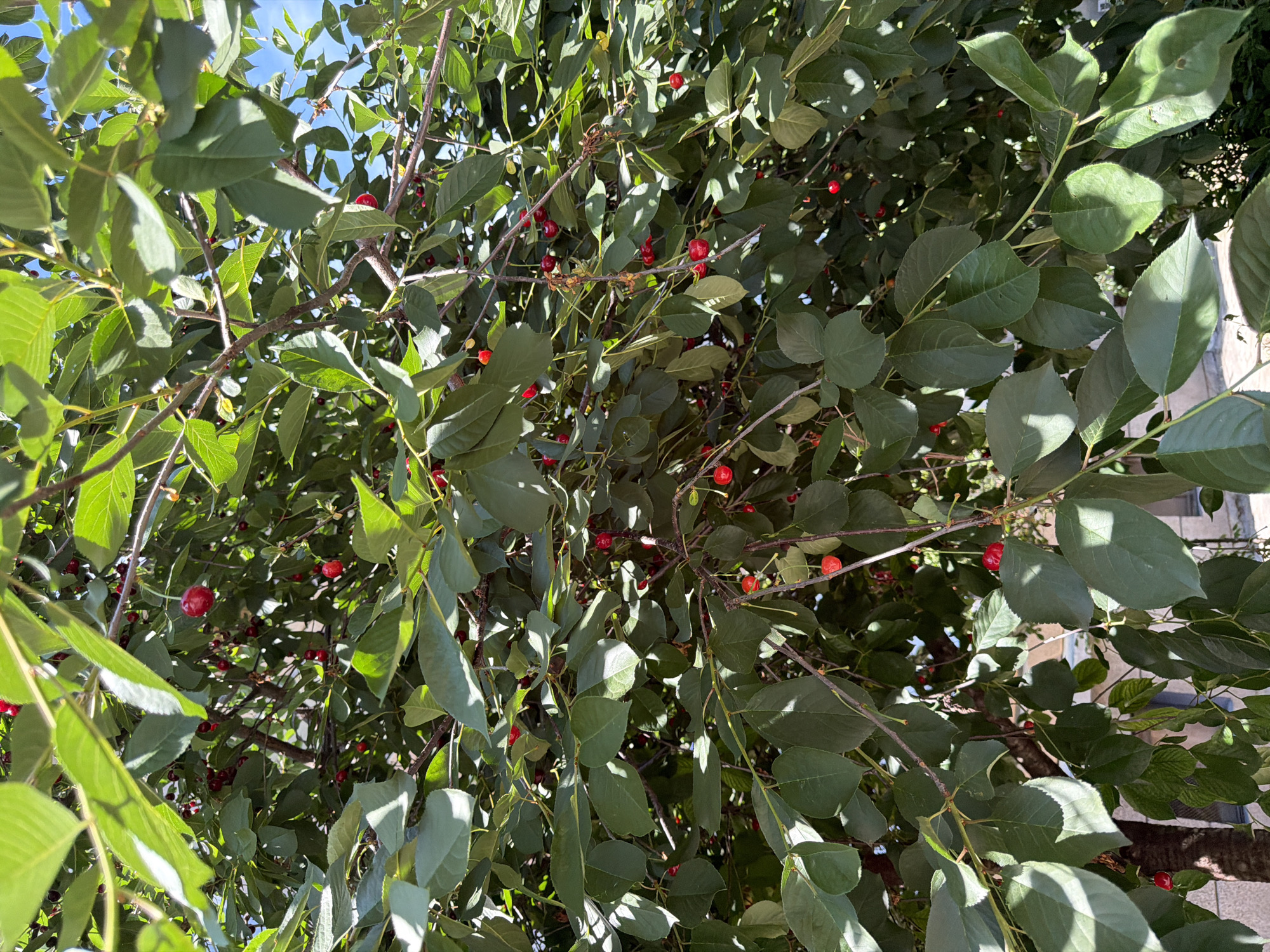 The image shows a close-up view of a cherry tree laden with ripe, red cherries. The cherries are scattered throughout the branches, nestled amongst the lush green leaves. The sunlight filters through the leaves, creating dappled shadows on the fruit and foliage. The background is blurred, but hints of a blue sky and some architectural elements suggest an outdoor setting, possibly in a garden or yard within the city of Pazardzhik, Bulgaria. No people or animals are visible in the frame.