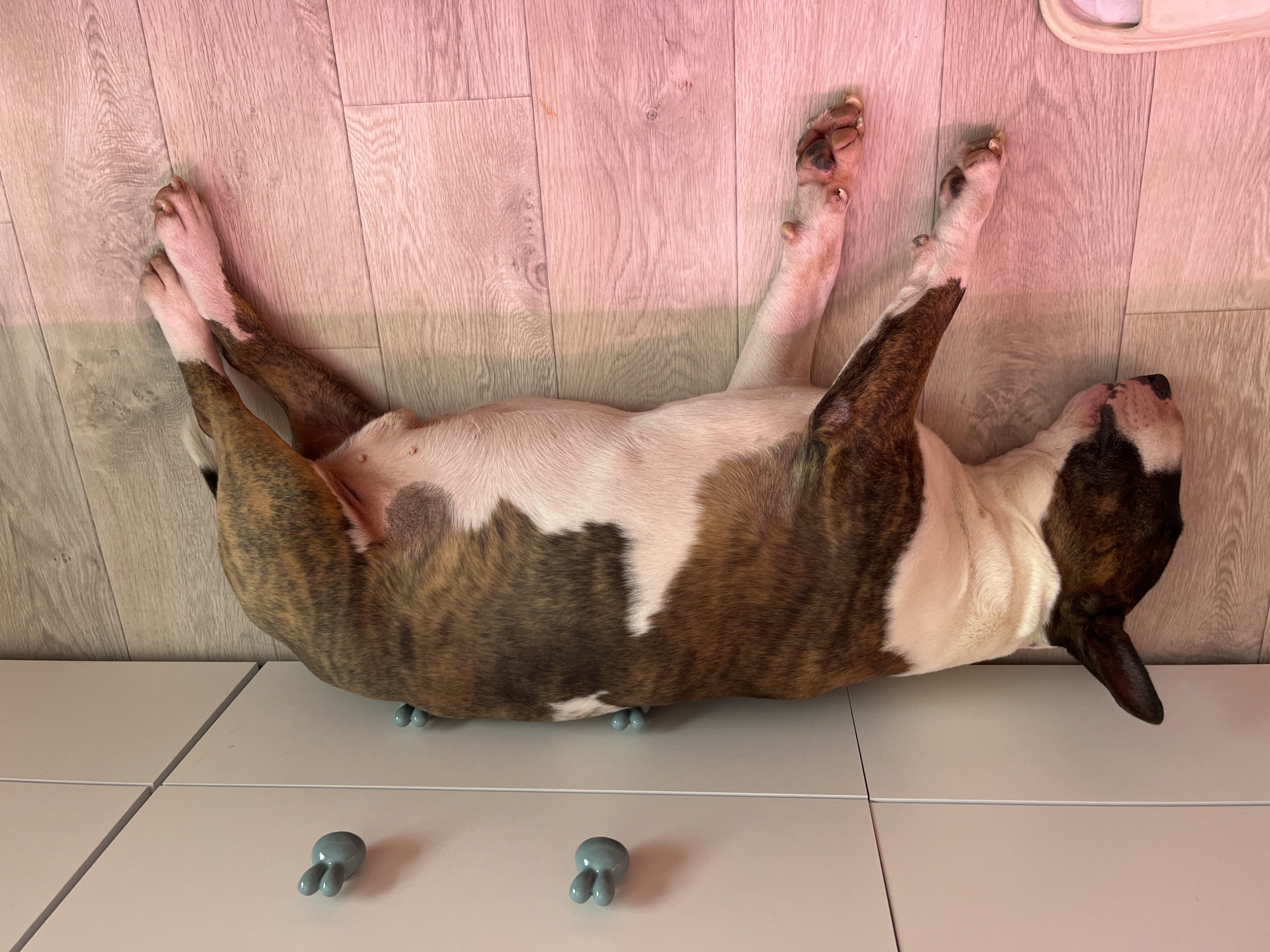 A brindle and white Bull Terrier dog lies on its back on white floor tiles in front of a light wood-paneled wall. The dog's paws are in the air. Two gray, rounded objects with short protrusions are near the dog on the floor. The scene is illuminated with a pinkish-purple hue. The location is not identifiable as Chaikovsky, Russia based on the visual information provided.