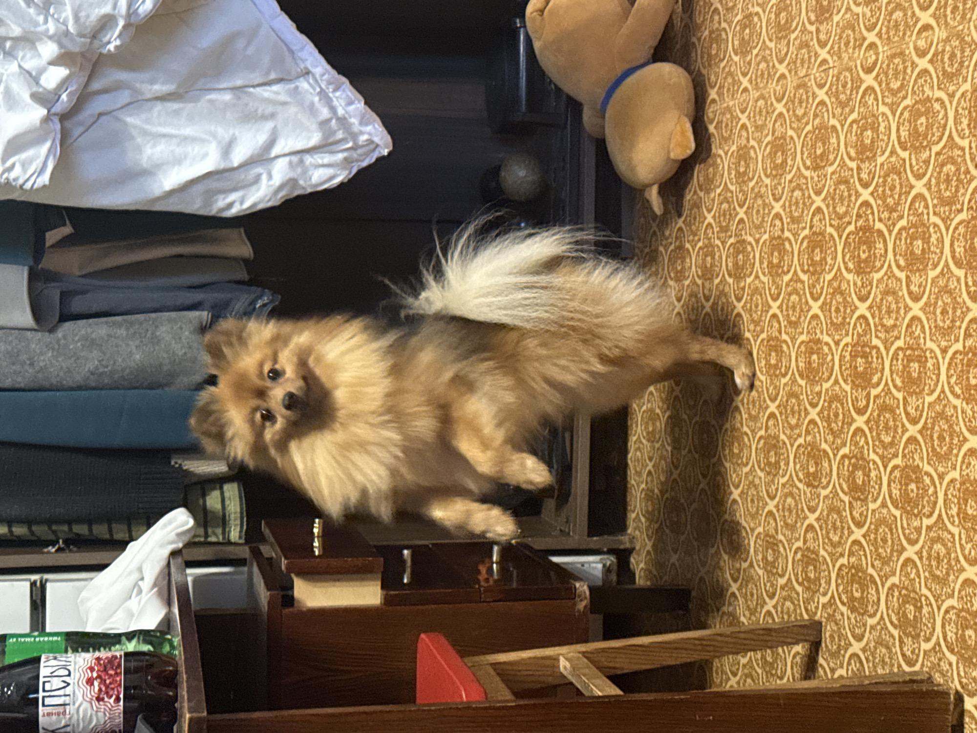 A tan Pomeranian dog is standing on its hind legs in a room. The dog is in the center of the frame, facing slightly to the left, with its front paws extended. To the left of the dog is a wooden drawer unit with a red stool in front of it. A bottle of drink with a label in Russian is on the top of the drawer unit. Behind the dog, there is a dark wardrobe with various items of clothing hanging inside. To the right of the dog, a light-colored blanket or garment is draped over something, and a plush toy dog is lying on the floor. The floor is covered in a patterned linoleum. The overall impression is of a domestic setting, likely an apartment in Khimki, Russia.