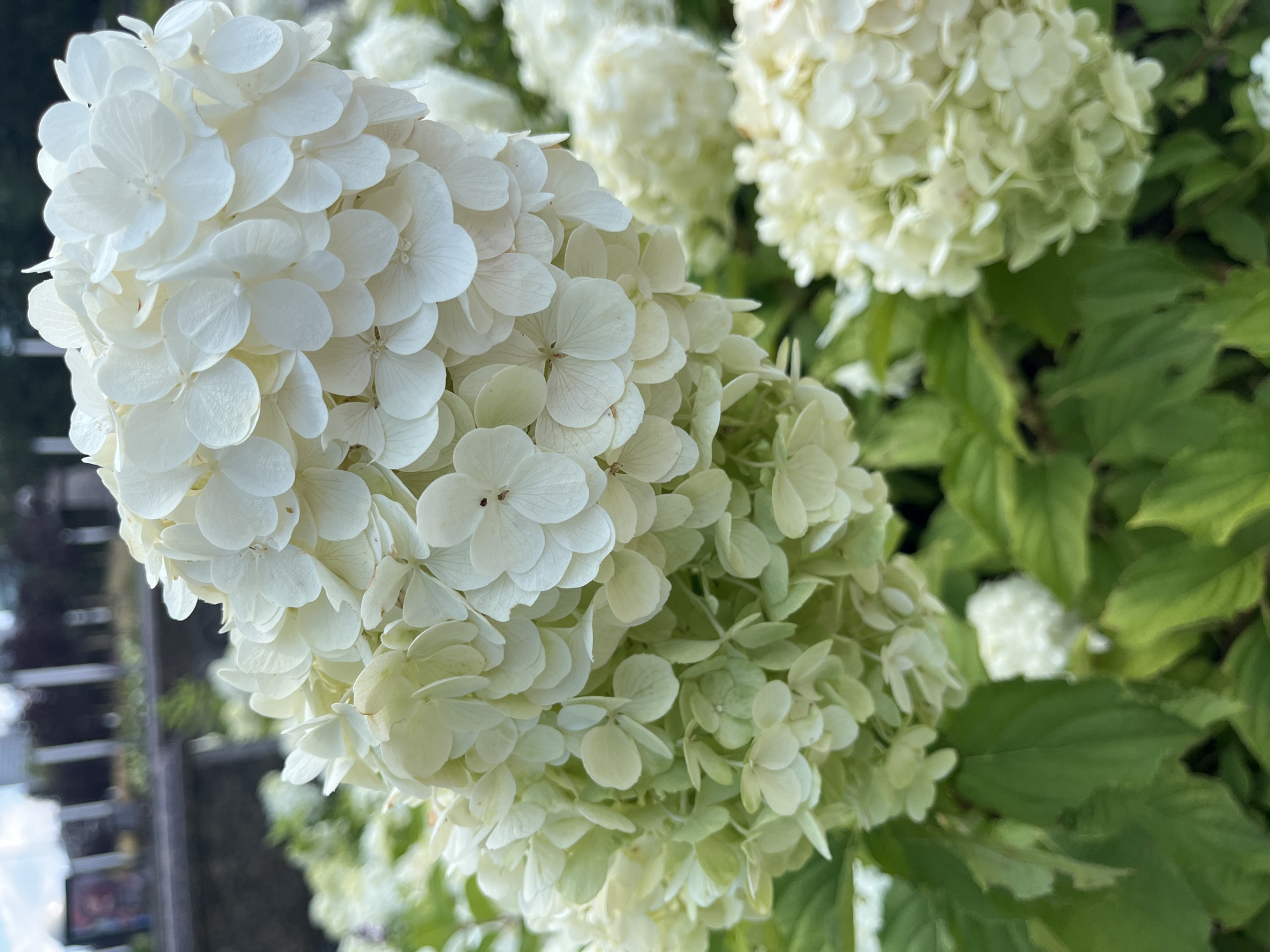 A close-up, vertical, eye-level shot captures a cluster of white hydrangeas in bloom. The flowers are densely packed, with individual petals appearing delicate and slightly curled. The color ranges from creamy white at the top to a lighter, almost pale green at the bottom, suggesting a gradient of freshness or light. The background is out of focus, showing hints of green foliage and what appears to be a blurry urban backdrop with tall, indistinct structures and some signage, possibly indicating a park or garden setting within the city of Astana, Kazakhstan. The lighting is natural, creating soft shadows and highlighting the texture of the petals. No people or animals are visible in the image.