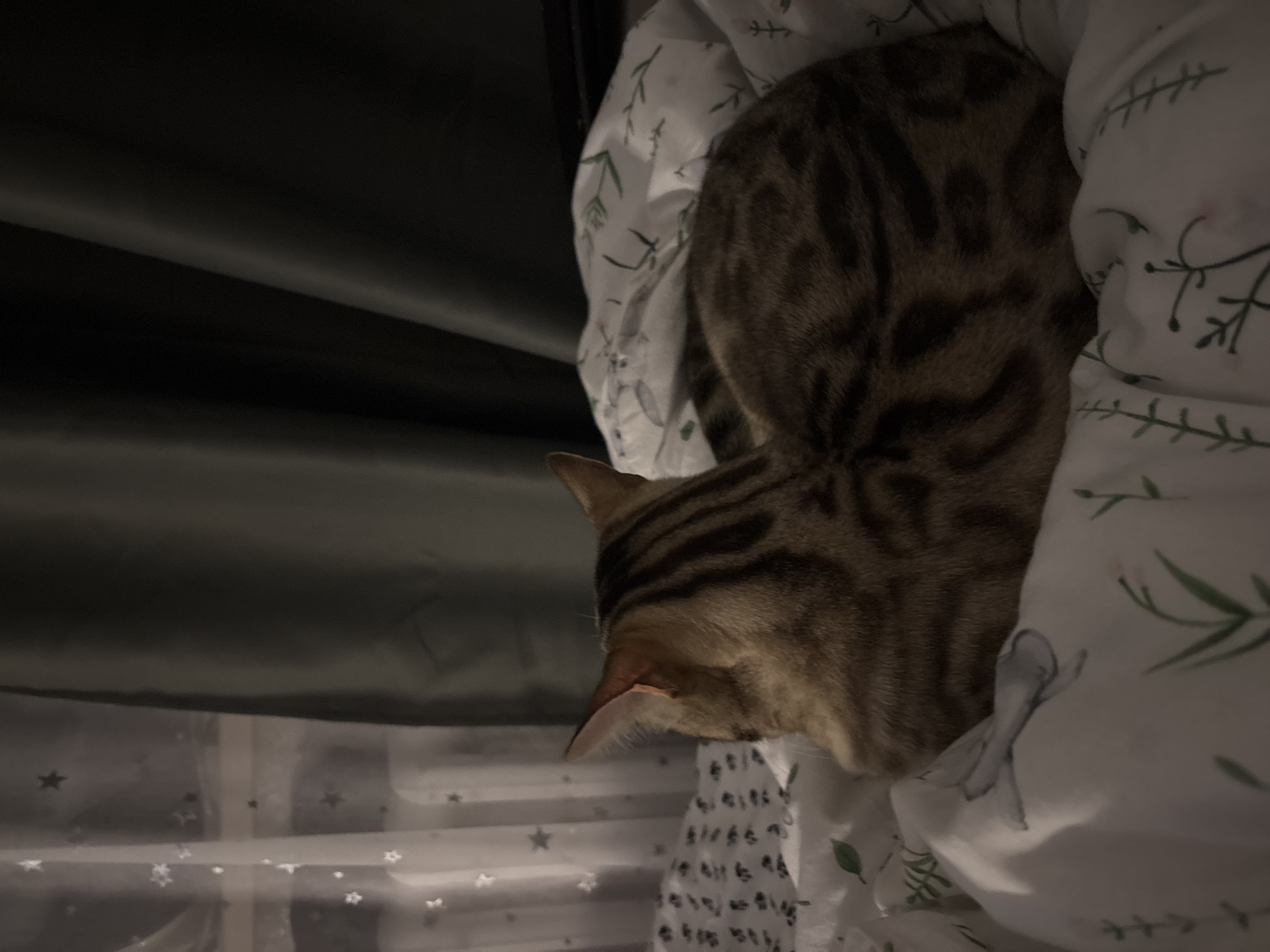 In Noviy, Russia, a Bengal cat with striped fur is curled up on a bed covered with white sheets decorated with a green botanical pattern. The cat is facing away from the camera, with its head tucked into its body. Behind the bed, a sheer curtain with scattered stars is visible on the left, and a dark, draped curtain is on the right. The lighting suggests it is either dawn or dusk.