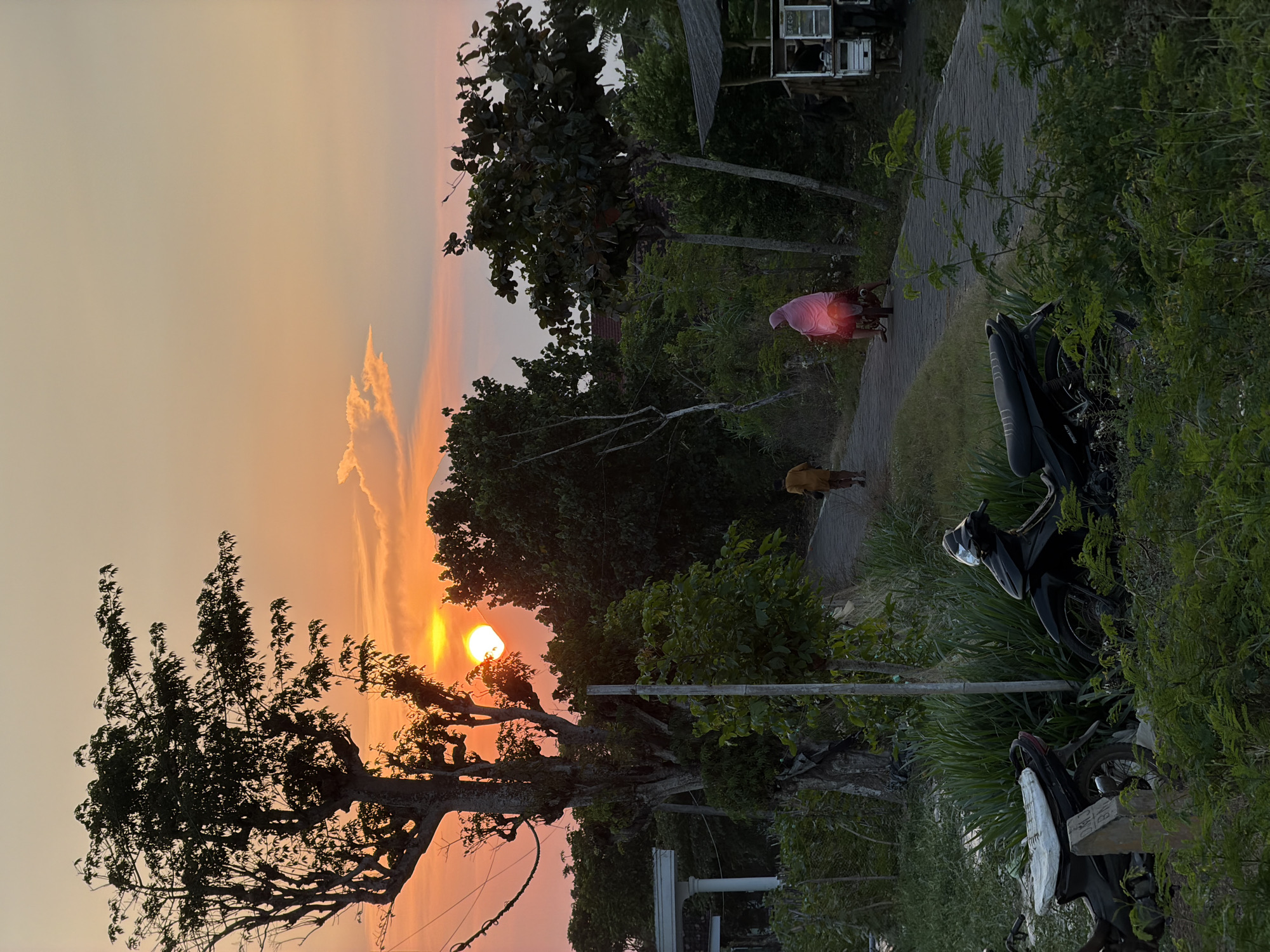A vertical, medium shot captures a sunset scene on a paved path in Wotgalih, Indonesia. The sun, a brilliant orb, is partially obscured by a large tree on the left, casting a warm orange glow across the sky and silhouetting the tree's branches. In the mid-ground, a person wearing a light brown garment walks away from the camera on the path. Further down the path, a person on a motorcycle is visible, cloaked in a bright pink garment that reflects the sunset's light. To the right, a small wooden cart with a roof is parked. In the foreground, two motorcycles are parked on the grassy shoulder of the path, surrounded by lush green foliage. The overall impression is one of a serene rural evening.