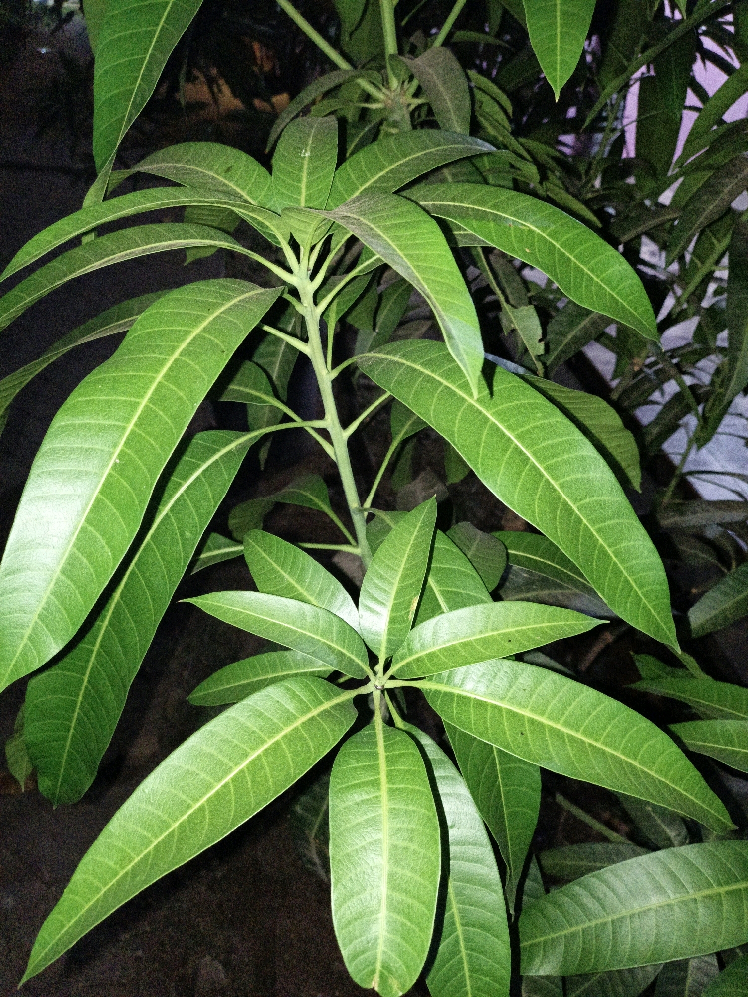 A close-up, low-angle shot focuses on a cluster of vibrant green mango leaves against a dark, out-of-focus background. The leaves are elongated with prominent, lighter-colored veins running through them, and their surfaces appear slightly dusty. The plant is shot at night, with artificial light illuminating the leaves from the front. The background suggests an outdoor, possibly urban environment, with hints of structures or walls visible in the upper right quadrant. The image was captured in Cikal, Indonesia.