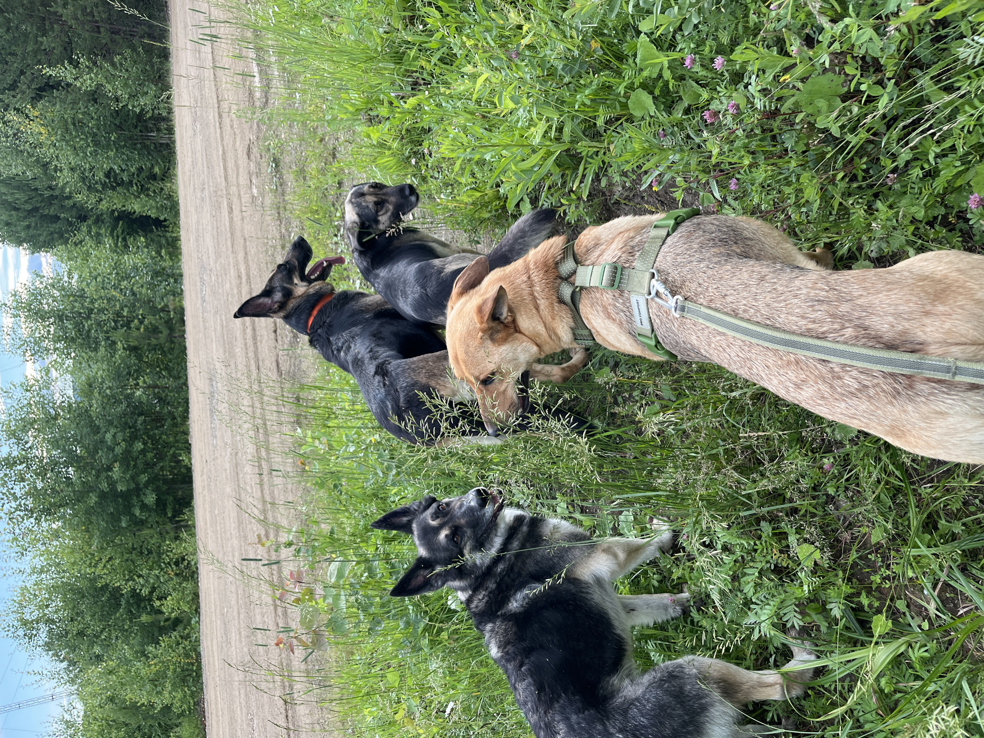 This image, taken in Nizhny Tagil, Russia, features four dogs in a grassy area next to a dirt path bordered by trees. The dogs, of varying breeds and coat colors, appear to be German Shepherd mixes. Three dogs are in the foreground, and one is slightly further back. One dog in the foreground has a bright orange collar. Another dog in the foreground is wearing a green harness with the text "PRO COMFORT" visible on the strap. The dogs are looking in different directions, with some panting, suggesting they are outdoors on a warm day. The scene is set in a natural environment with lush green grass and scattered wildflowers. The lighting suggests it is daytime, likely afternoon, given the shadows and overall brightness. The ground is a light brown, dusty path, and beyond that, a dense line of green trees. The sky is partially visible at the top left, with some clouds and power lines. The overall mood is relaxed and casual, depicting dogs enjoying an outdoor excursion.