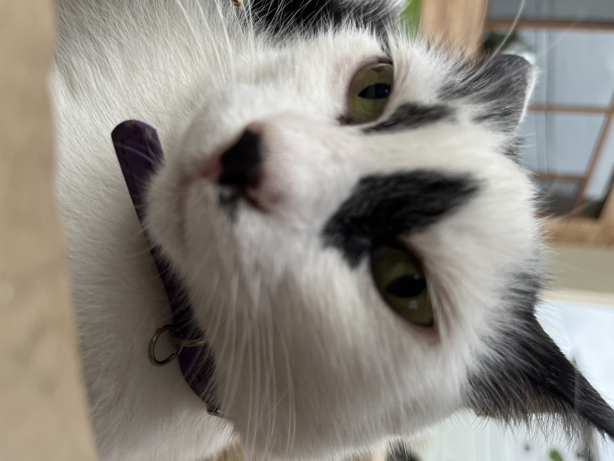 This is a close-up, low-angle photograph of a black and white cat wearing a purple collar with a silver ring. The cat's face is the primary subject, with its green eyes visible and a prominent black patch over its left eye and extending to its ear. The fur appears fluffy and white with black markings. The background is blurred, suggesting an outdoor setting with some architectural elements that could be part of a building in Ureki, Georgia, such as a wooden-framed structure with glass windows. The focus is sharp on the cat's face, with the rest of the scene appearing out of focus.