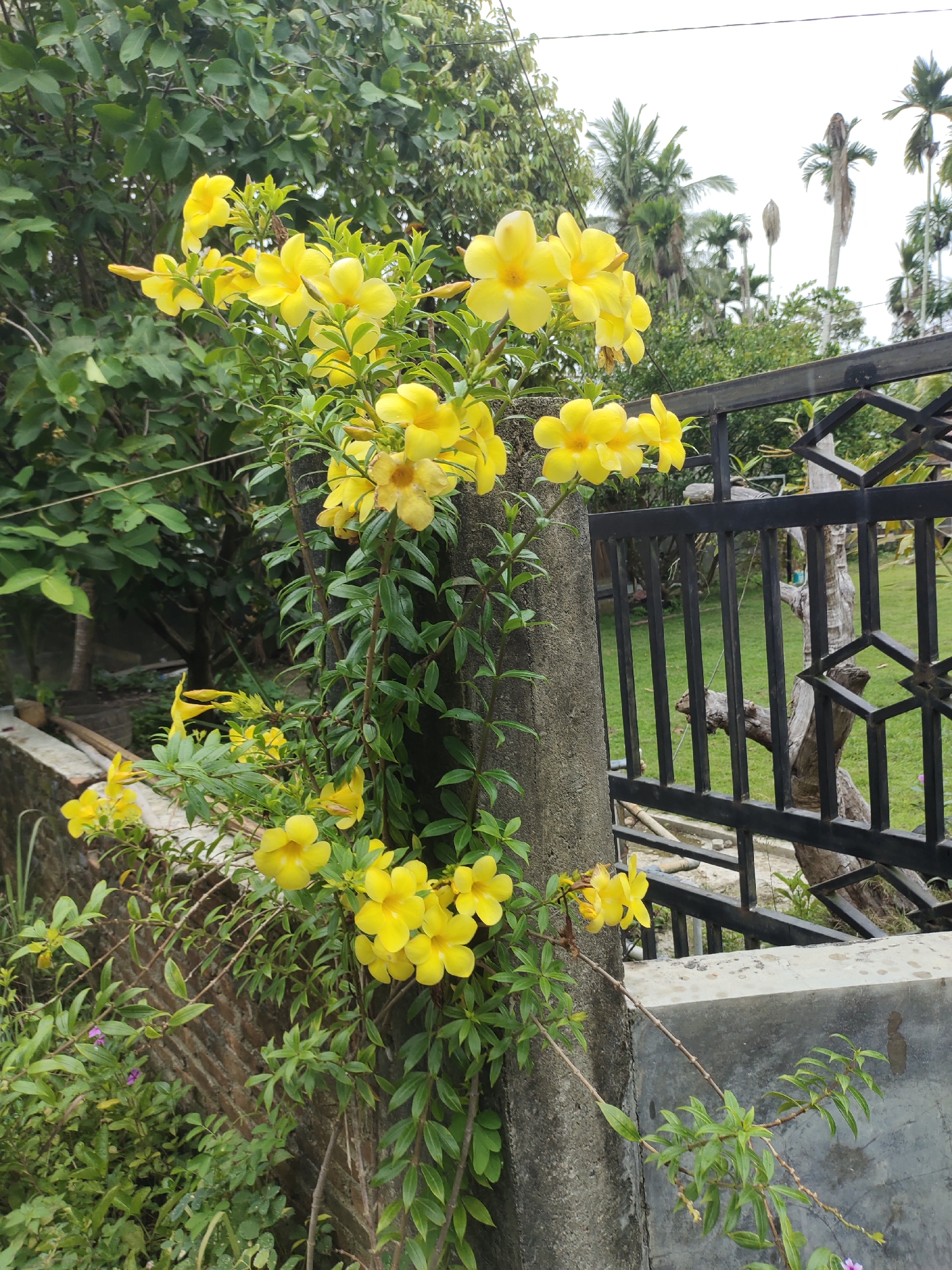 The image depicts a vibrant vine of yellow Allamanda flowers climbing a concrete pillar in Tumpokperlak, Indonesia. The flowers are in full bloom, showcasing their trumpet-like shape and bright yellow petals. The vine is lush with green leaves, and some smaller purple flowers are visible among the foliage in the background.
To the right of the pillar, a black wrought-iron fence encloses a grassy yard with several tall palm trees visible in the distance, suggesting a tropical or subtropical environment. A portion of a low concrete wall is also visible in the foreground, bordering the area where the flowers are growing. The background is slightly blurred, with the focus firmly on the flowering vine and the pillar. The sky is overcast, indicating a cloudy day. No people are present in the image. The scene appears to be a residential or garden setting.
