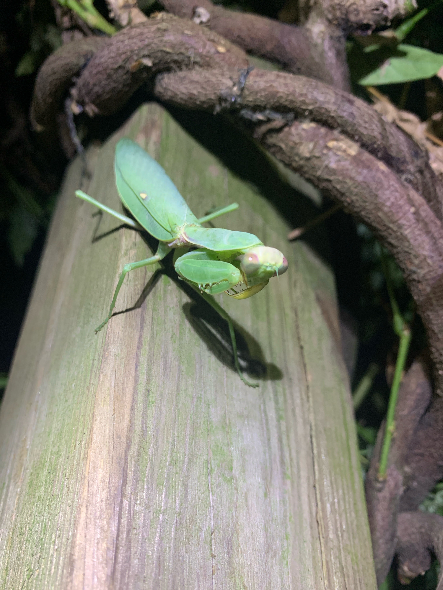 An emerald green praying mantis is perched on a weathered wooden post. The mantis is facing towards the right side of the frame, with its head slightly tilted and its large compound eyes, tinged with pink, prominently visible. Its raptorial forelegs are held in a characteristic praying posture. The post is vertical and shows signs of age, with vertical grain and patches of green moss or algae. Behind the post, a thick, twisted branch or vine is visible, adding a natural element to the scene. The background is dark and out of focus, suggesting it might be nighttime or a shaded area. The overall impression is one of stillness and natural observation. This image was taken in Massenzatica, Italy.