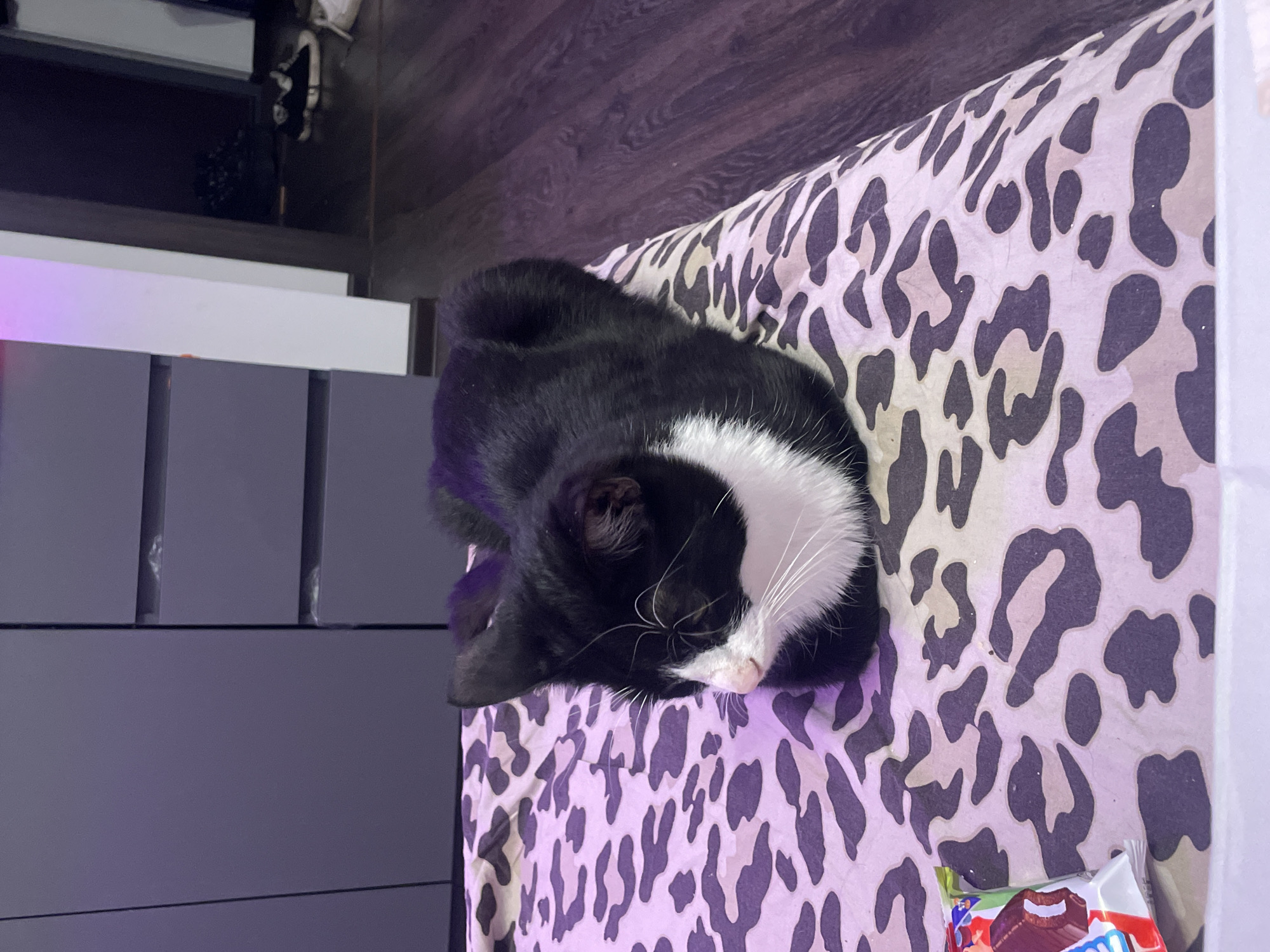 A black and white cat is resting on a bed with a leopard-print comforter. The cat is facing left, with its eyes closed. Its body is curled up, and its paws are tucked underneath it. There is a small packet of candy to the left of the cat. In the background, there is a dresser with several drawers and a doorway leading to another room. The floor is made of dark wood. The lighting in the room is dim, with a purple light source illuminating the left side of the image. The location is a bedroom in a residential setting.