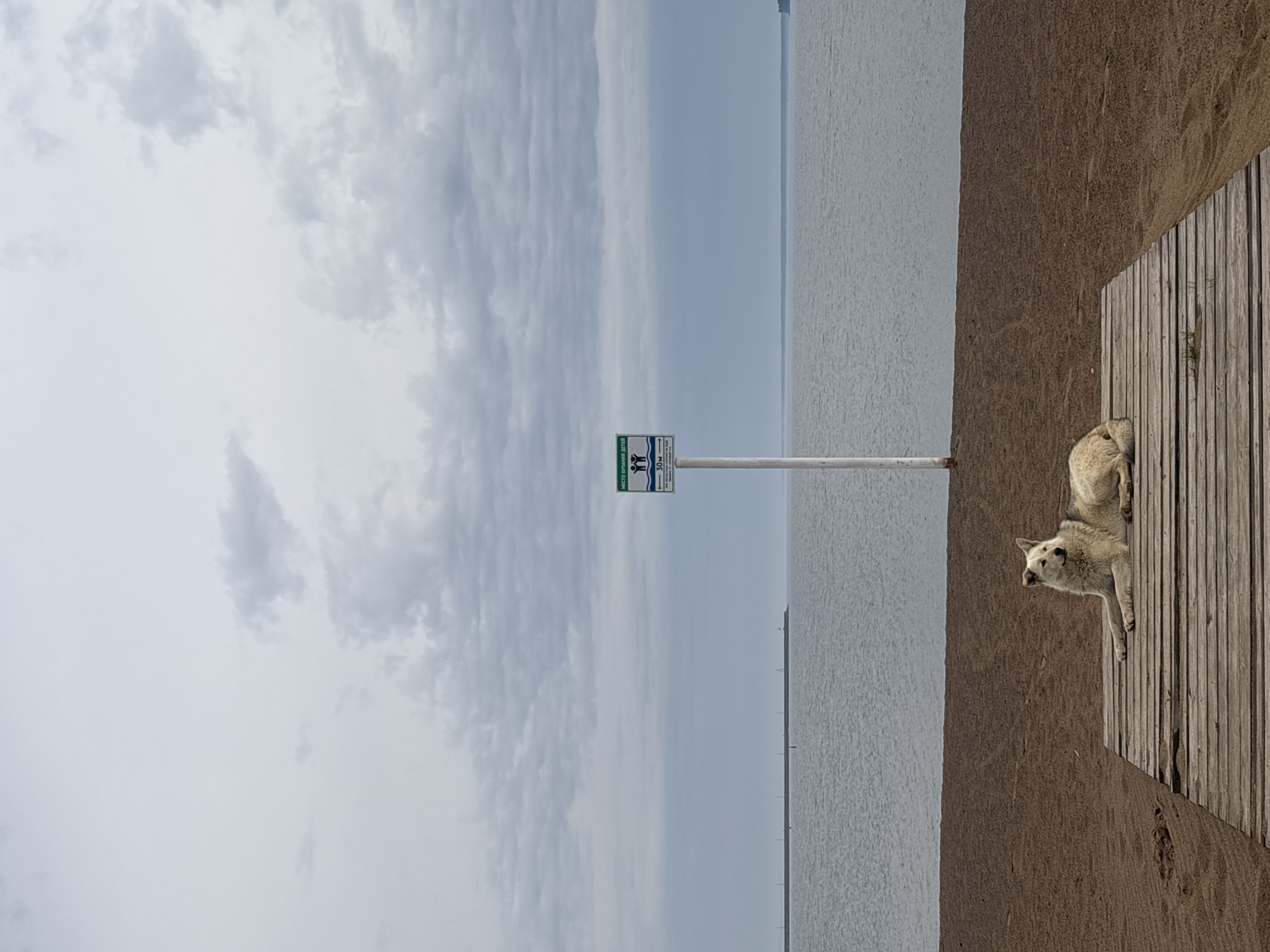 A dog lies on a wooden boardwalk at a beach in Chaikovsky, Russia. The boardwalk is adjacent to sand and the shore of a body of water. A sign on a pole is nearby. The sky is cloudy.