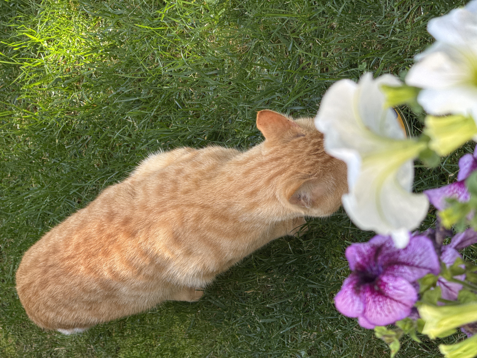An orange tabby cat is shown from above, crouched on green grass and eating from a yellow dish. In the foreground, several blurry petunias in shades of purple and white are visible. The scene is outdoors, bathed in sunlight. There is no indication of the city of Sary-Oy, Kyrgyzstan in the image.