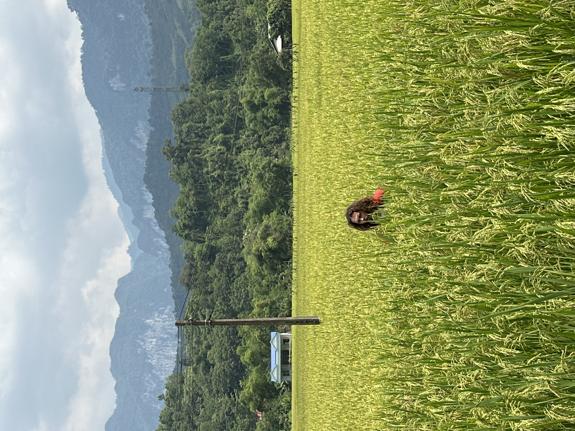 The image displays a serene rural landscape in Ngọc Đường Commune, Vietnam, featuring a expansive rice field against a backdrop of mountains and an overcast sky.
In the foreground and mid-ground, a vibrant green rice field dominates the lower half of the frame. The rice plants are tall and lush, with many showing light green and yellowish grains, indicating they are ripening. Partially visible on the right side, emerging from the rice stalks, is a person with long, dark, curly hair, looking towards the viewer. A flash of red fabric is visible on their shoulder or arm.
A prominent tall, wooden utility pole with multiple wires stands vertically in the mid-ground on the left. Behind the rice field and the pole, a dense, verdant forest covers the lower slopes of hills and mountains. Tucked into this tree line, a small, two-story house with a distinctive blue roof is visible.
The background features multiple layers of majestic mountains. The closest range is covered in dark green foliage, while successive ranges fade into softer shades of blue and gray, showcasing atmospheric perspective as they recede into the distance. The sky is overcast with soft, diffused clouds, suggesting a gentle, even light, likely in the late morning or early afternoon. The scene depicts a tranquil and agricultural setting, characteristic of the Vietnamese countryside. No text is visible in the image.