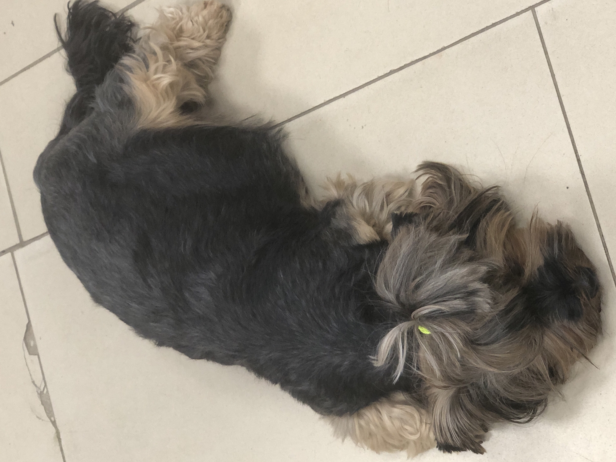 A small Yorkshire Terrier dog is lying on its side on a tiled floor. The dog has dark gray and tan fur. Its head is resting on the floor, and its eyes are closed. There is a small green hair tie on its head. The floor is made of beige tiles, with grout lines visible. The image is taken from a high angle, looking down at the dog. The location is described as Solikamsk, Russia.