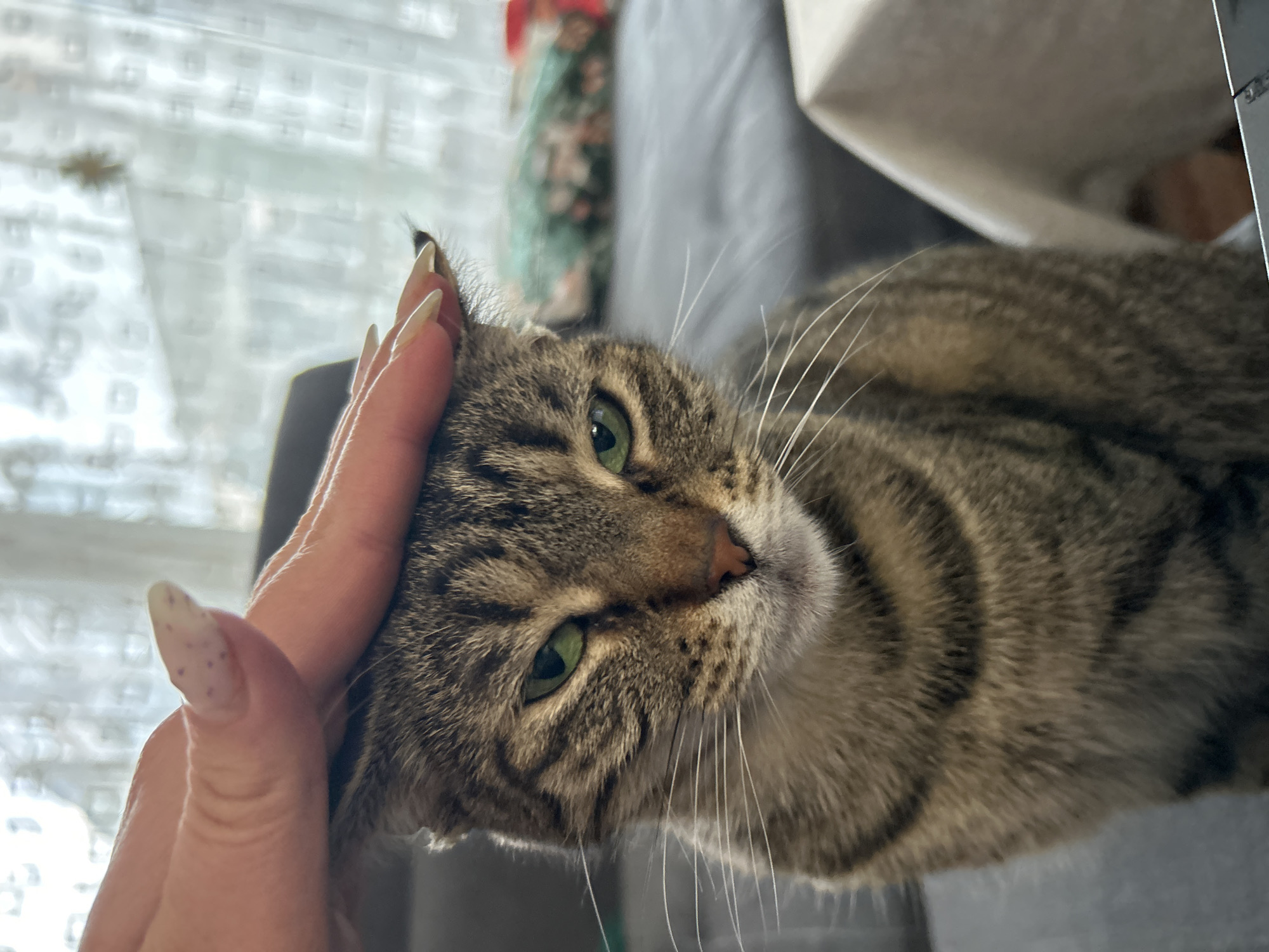 A close-up, slightly off-center, photograph depicts a tabby cat being petted. The cat, positioned at an angle in the frame, has green eyes, a striped coat in shades of brown and gray, and prominent whiskers. A person's hand, with long painted fingernails, is resting on the cat's head. The background is partially blurred, revealing a curtained window on the left and a grayish surface to the right, and a section of a sofa in the back. There is no information on whether this image was taken in Plovdiv, Bulgaria.