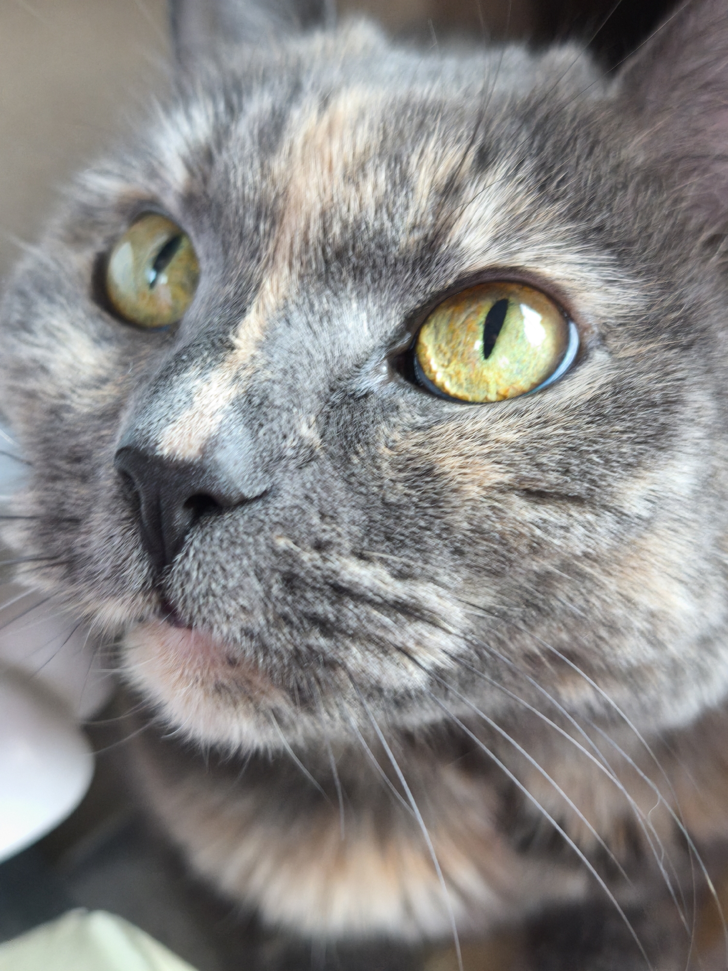 Close-up image of a cat's face, focusing on the eyes, nose, and whiskers. The cat has gray and tan fur, and striking yellow-green eyes with black, vertical pupils. The nose is black, and the whiskers are long and white. The background is blurred, suggesting the photo was taken indoors. There is no information available in the image to suggest it was taken in the city of Murino, Russia.