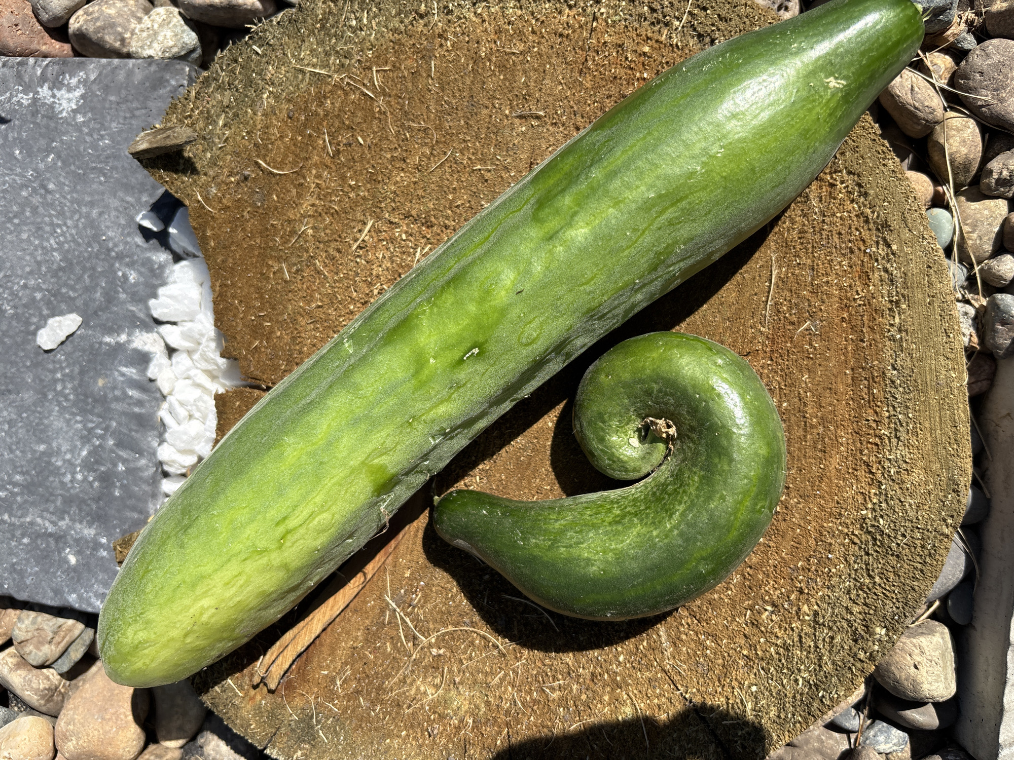 Two cucumbers are placed on a rough, circular wooden surface outdoors. The larger cucumber, a long, straight green specimen, lies diagonally across the wood. To its left, a smaller, unusually shaped cucumber coils into a spiral. The wooden surface is surrounded by a collection of various sized stones and some white gravel. A dark, flat rock is visible in the background. The scene is illuminated by natural sunlight, casting shadows. The overall setting appears to be a garden or outdoor space. There is no indication of the city of Кордово, Russia, in the provided image.