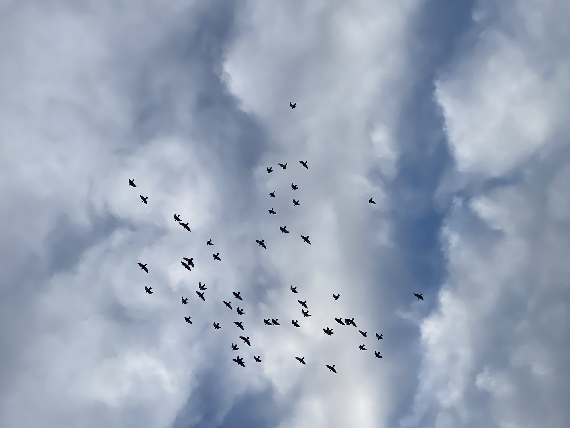 A wide-angle shot depicts numerous birds in flight against a backdrop of a cloudy sky. The birds are silhouettes against the sky. The sky is primarily gray and white with streaks of blue. The location is indeterminate, and there is no indication of it being taken in Pleven, Bulgaria.