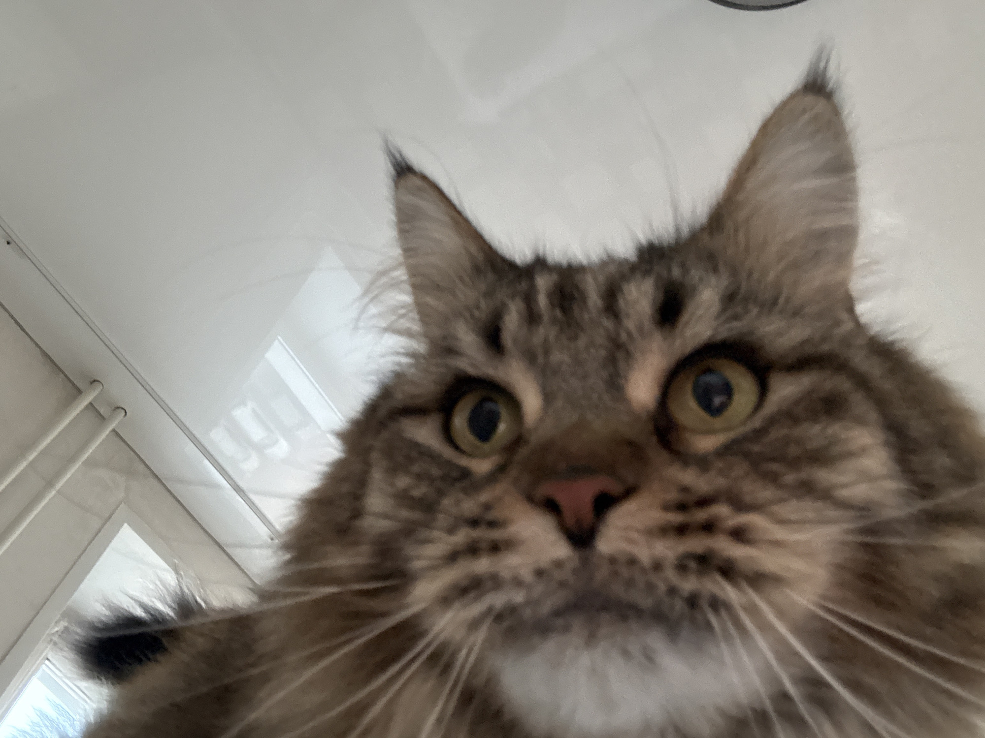 A close-up, slightly angled upward shot captures a Maine Coon cat. The cat's face fills most of the frame, showcasing its tan and brown fur, prominent ears with tufts of hair, a pink nose, and piercing eyes. The background features a white ceiling and a window frame with vertical bars, possibly a radiator. The location is not discernible from the image.