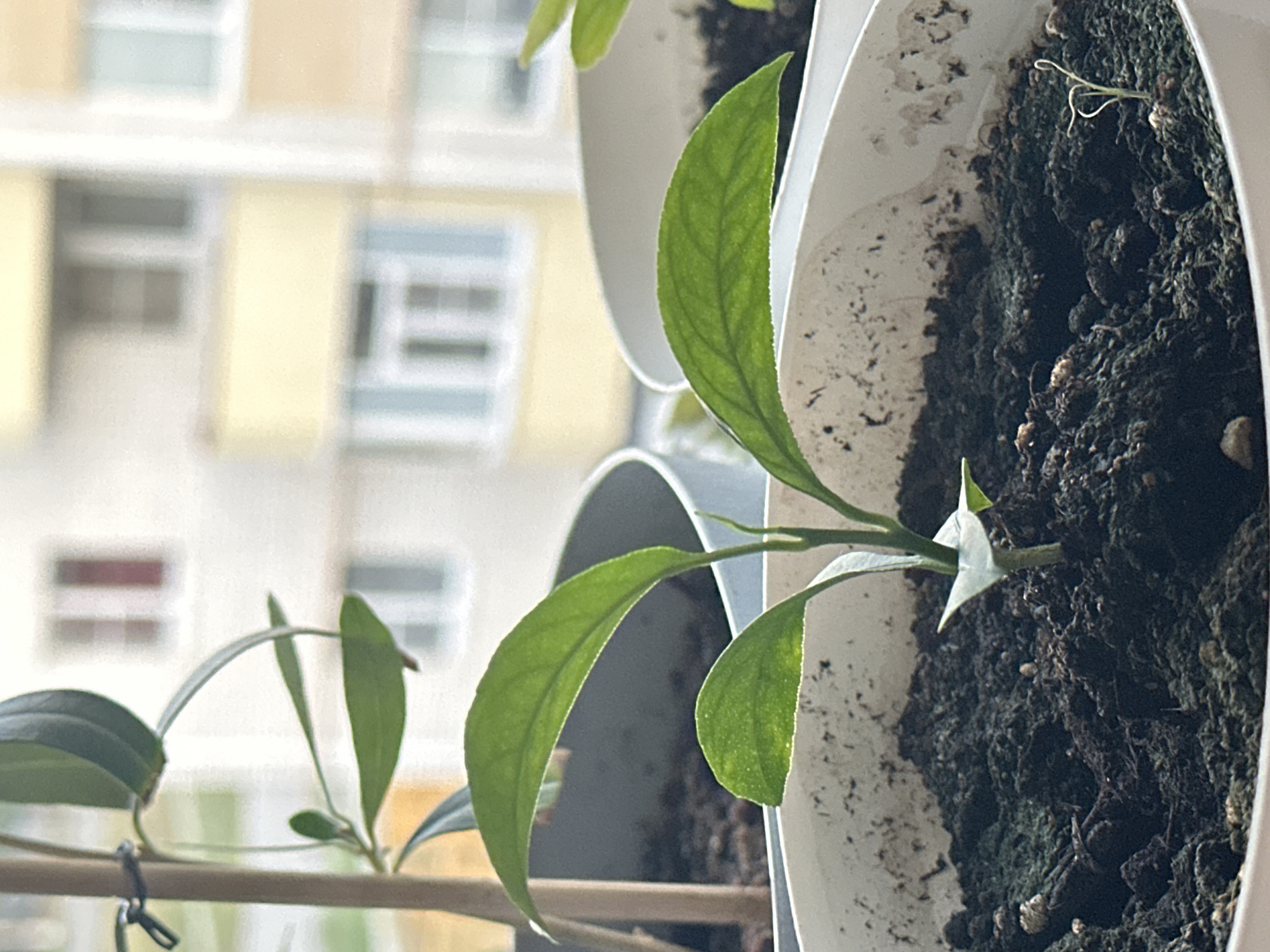 In the city of Nevinnomyssk, Russia, a close-up, eye-level shot captures a cluster of potted plants on a windowsill. The foreground is dominated by two white plastic pots filled with dark soil. In the left pot, a young plant with several vibrant green leaves reaches upwards, supported by a thin wooden stake tied with black string. To the right, another pot holds a tiny, delicate seedling with two small, pale green leaves emerging from the soil. The background reveals the blurred facade of a residential building with yellow and light-colored sections, and visible window frames. The lighting suggests it is daytime, possibly with indirect sunlight.