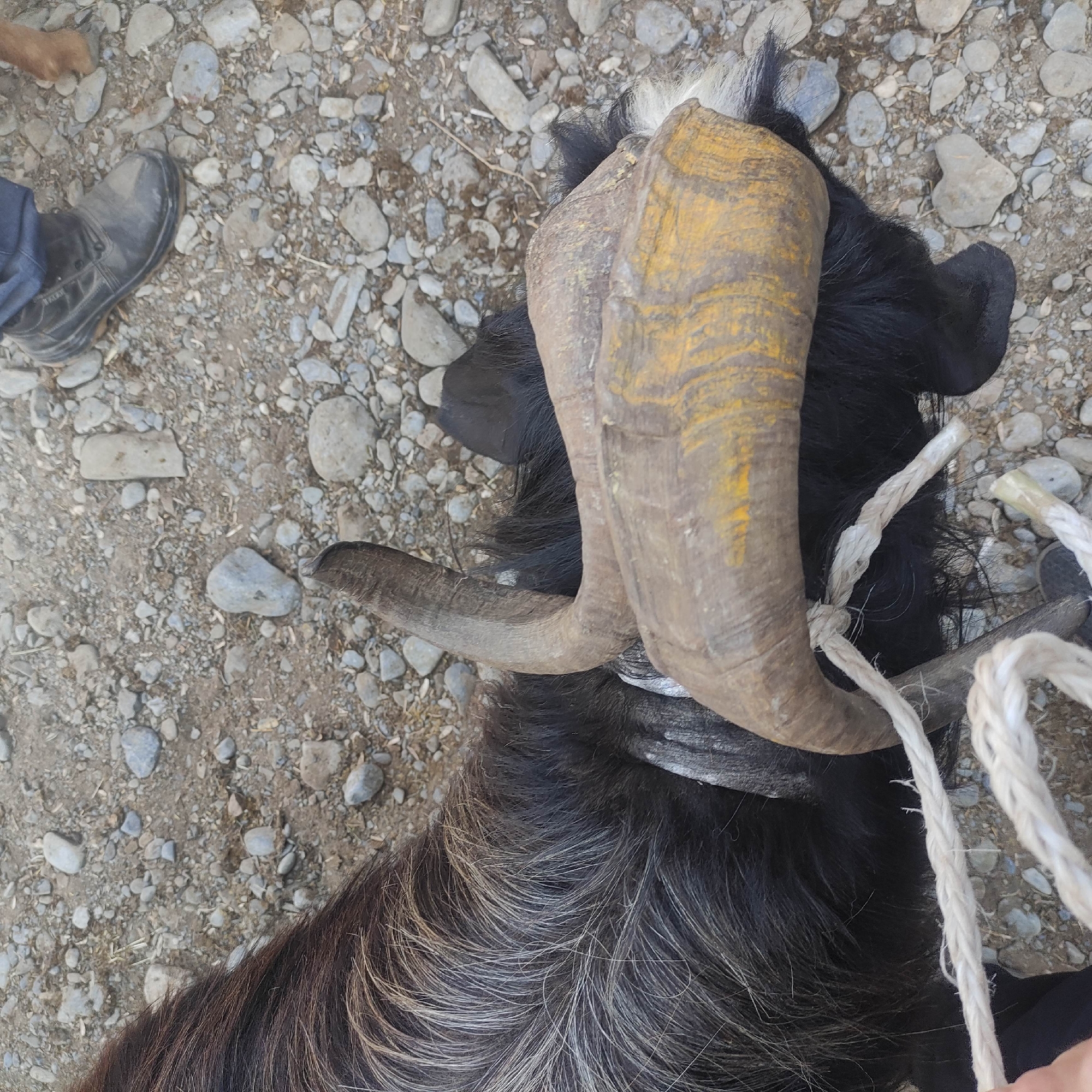 A top-down, close-up shot shows the head and upper body of a black goat lying on the ground. The goat has large, curved horns with yellow markings. A white rope is tied around its neck and head. The ground is covered in small, grey rocks and dirt. In the upper left corner, a person's black shoe and blue pants are visible, indicating a person is present near the goat. The scene appears to be outdoors, possibly in a rural area of Kara-Bulak, Kyrgyzstan.