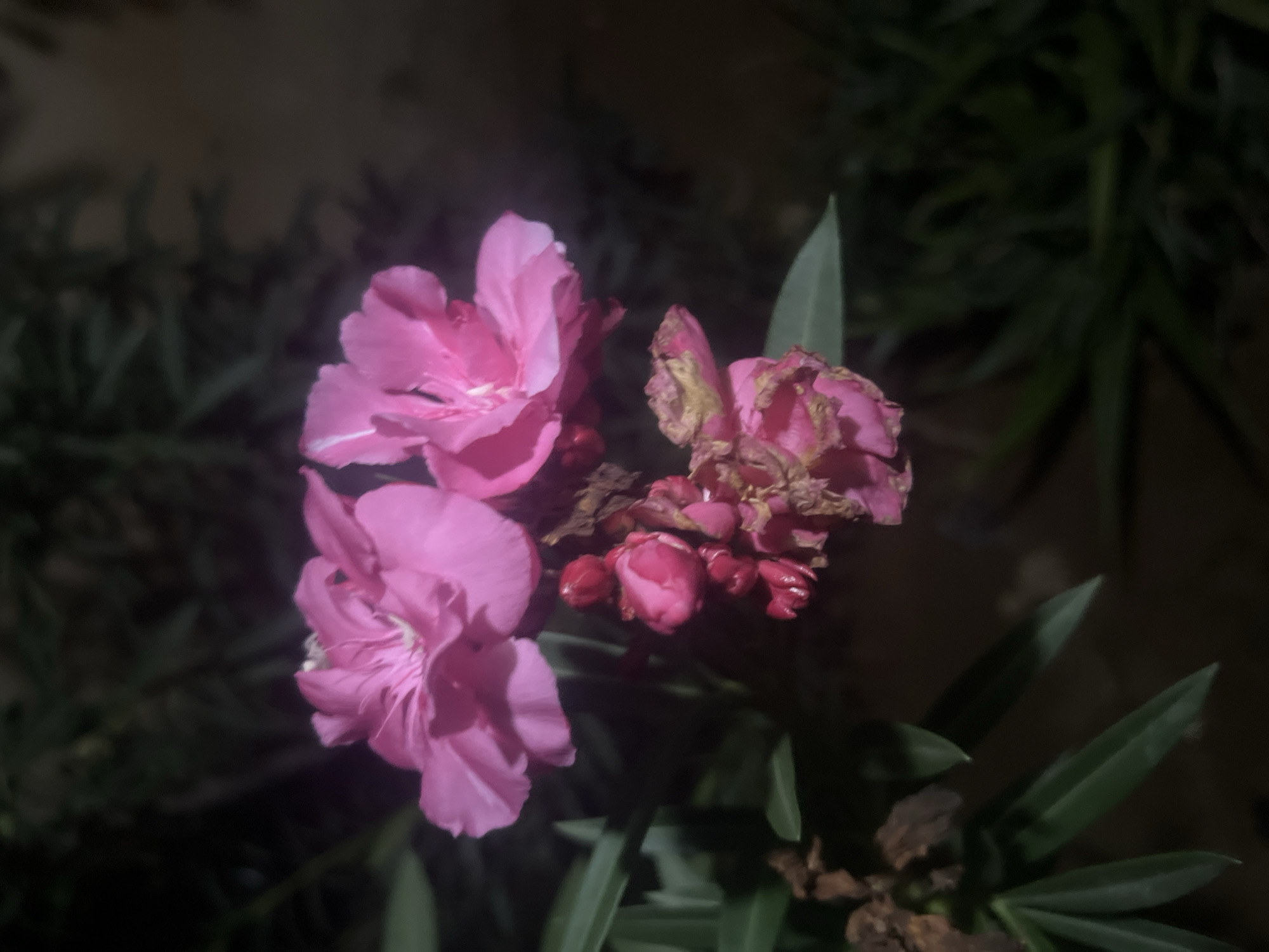 The image depicts a cluster of pink oleander flowers, with some blooms appearing fresh and vibrant while others are withered and brown. The flowers are surrounded by long, narrow green leaves. The background is dark and out of focus, suggesting a nighttime setting or dim lighting. There is no indication in the image that places the location specifically in Gura Top, Nigeria, nor does it show any subjects, objects, actions, or interactions that would provide any evidence of the city. There are no people in the image. The environment appears to be natural flora in a garden or planted area.