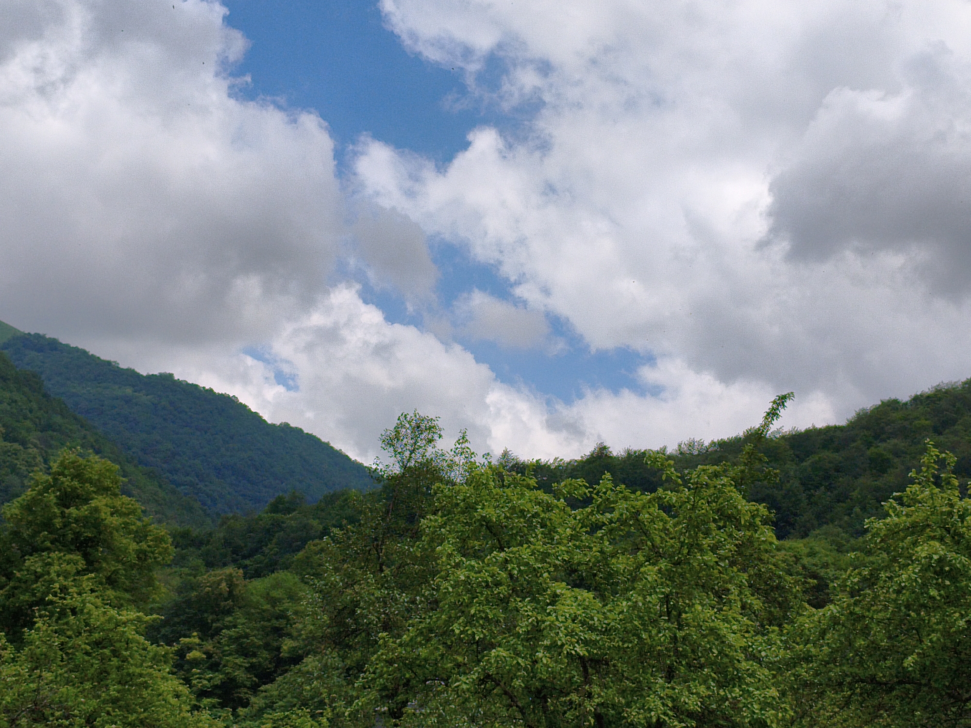 The image depicts a lush, green landscape with rolling hills covered in dense forest. The foreground is dominated by the vibrant foliage of trees, some of which are closer to the viewer and show intricate leaf detail. In the background, the forest continues up the slopes of the hills, creating a textured, verdant expanse. The sky above is a mix of bright blue patches and fluffy white clouds, some of which are darker and suggest impending or recent rain. The overall scene conveys a sense of natural beauty and tranquility, typical of a mountainous or heavily forested region. This image is consistent with the natural scenery found in and around Gusyra, Russia, a location known for its mountainous terrain and extensive forests. There are no people or man-made structures visible in this particular image.