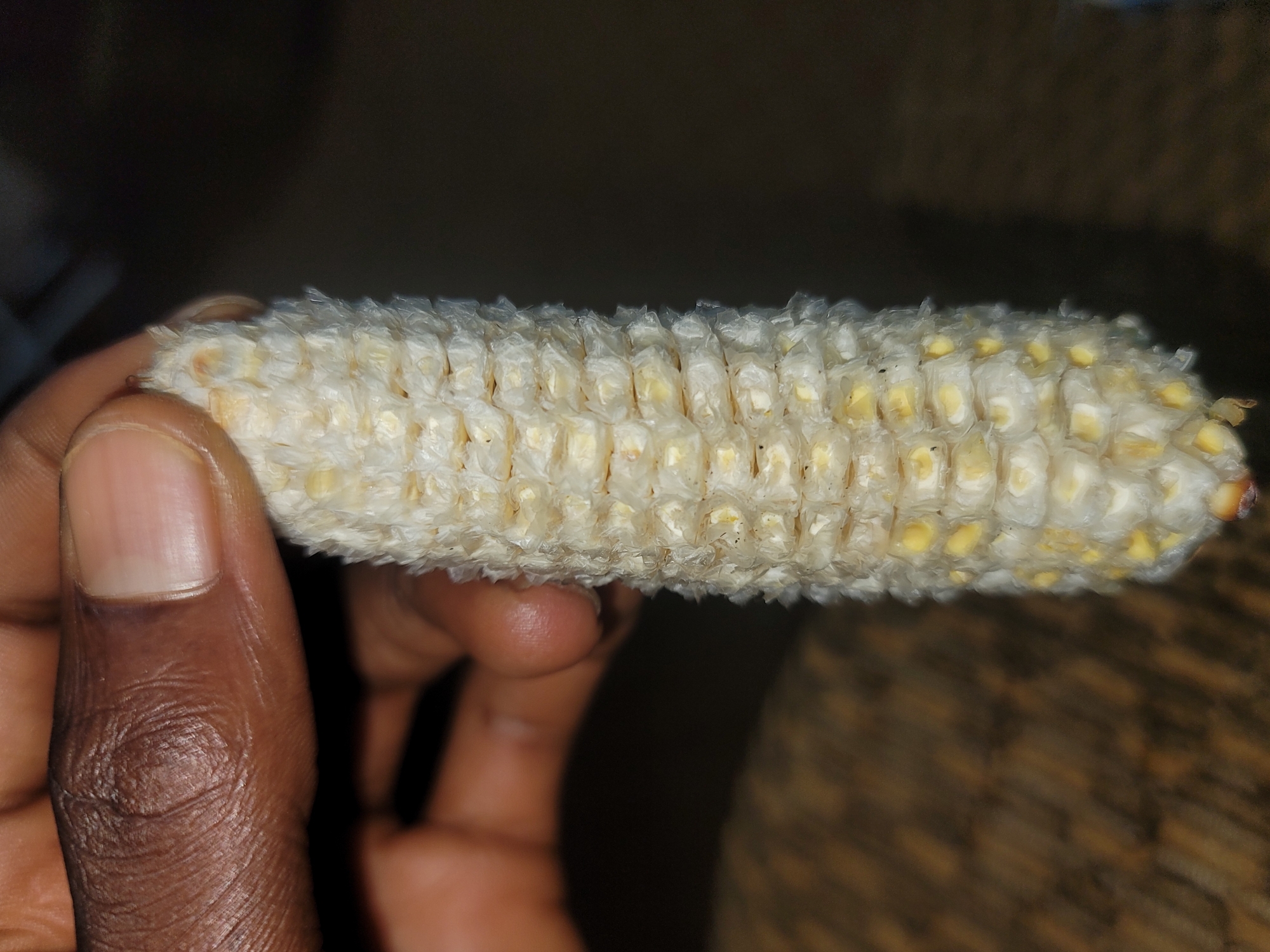 A person's hand, with dark skin and visible fingerprints, holds an ear of corn. The corn is mostly stripped of its kernels, leaving only the white cob with remnants of yellow kernels. The background is dark and out of focus, suggesting an indoor setting. The image is taken from a close-up perspective, emphasizing the texture of both the hand and the corn cob. The scene is devoid of any urban or environmental context that would indicate a specific location within Barakin Akawo, Nigeria.