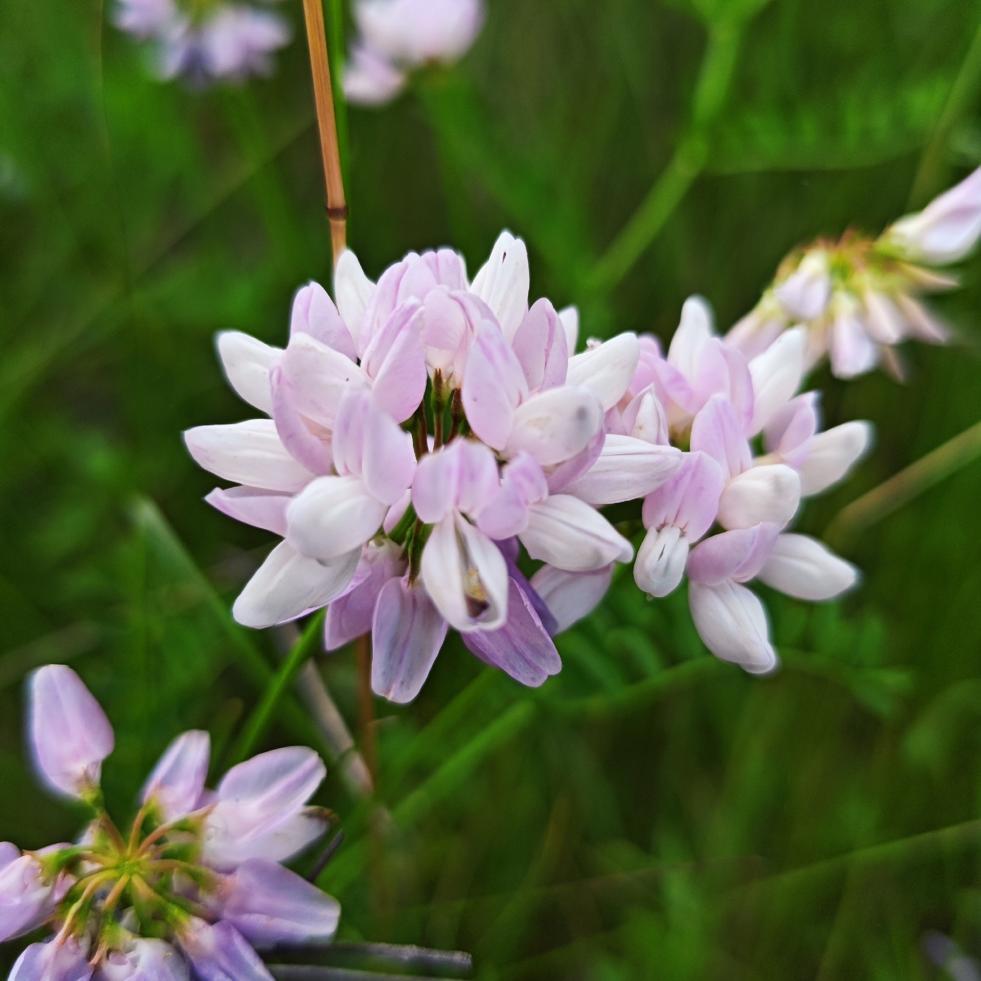 A close-up, eye-level, medium shot captures a cluster of pale pink and white flowers, likely Vicia cracca (Tufted Vetch), against a blurred green background of foliage. A thin, vertical brown stem is visible on the left side of the frame, passing behind some of the flowers. The flowers are in various stages of bloom, with some fully open and others still in bud. The lighting appears natural, casting soft shadows and highlighting the delicate textures of the petals. There are no people or animals visible in the image. The scene is one of natural flora, likely a meadow or garden setting. The location is specified as Andriivka, Ukraine.