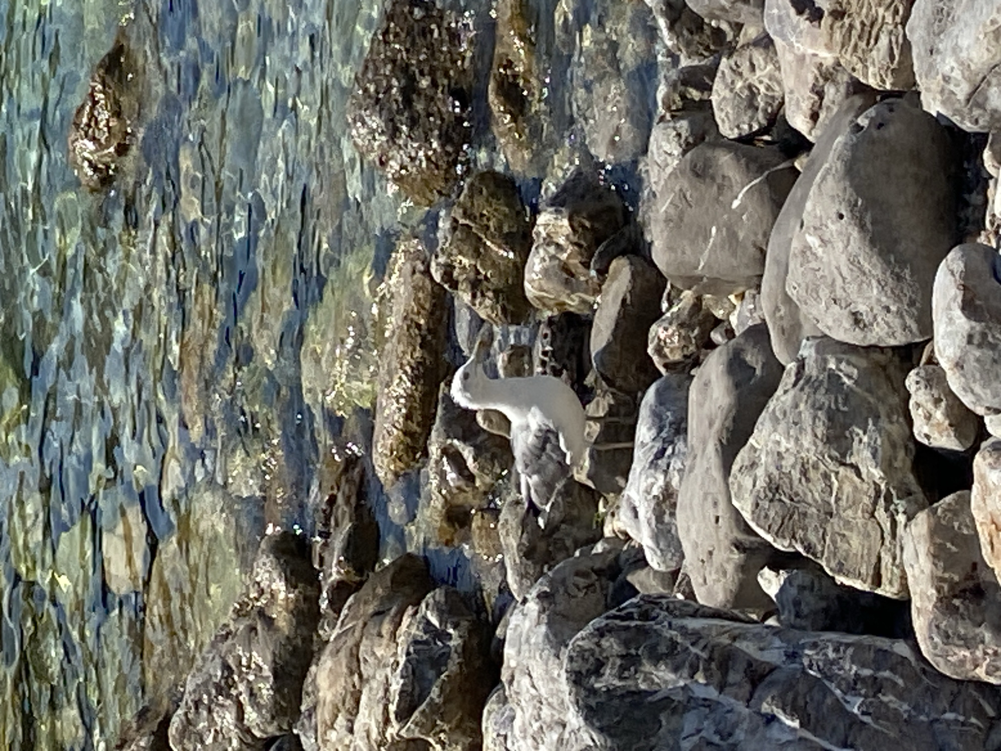A seagull stands on a rocky shore near the water's edge in Prijevor, Montenegro. The seagull is white with grey markings on its wings and back, and it is facing to the right. The rocks are various shades of grey and brown, and they are wet from the water. The water is clear and shallow, with sunlight reflecting off the surface. The environment appears to be a natural coastal setting.