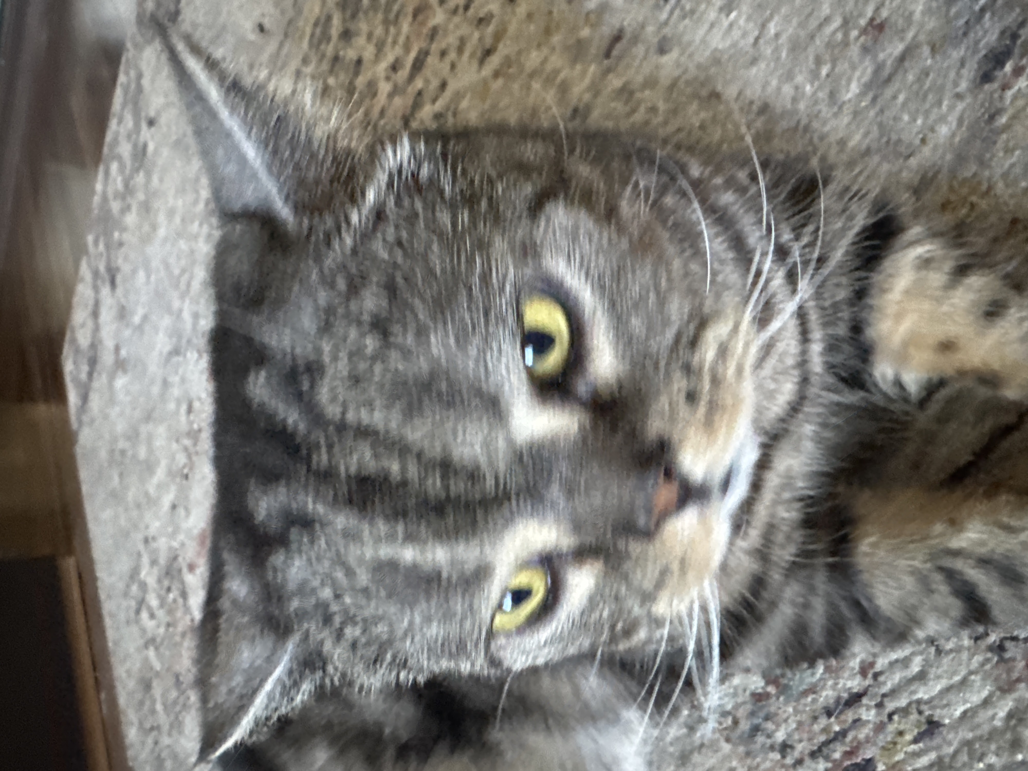 A close-up, head-on shot captures a grey tabby cat lying on a textured, carpet-like surface. The cat's fur is a mix of dark grey stripes and lighter grey or tan undertones. Its eyes are wide open, with bright yellow irises and dark pupils, giving it an alert or possibly surprised expression. The cat's ears are pointed and slightly angled forward. White whiskers fan out from its muzzle, and a pink nose is visible. The background is indistinct, appearing to be a continuation of the textured surface and some dark, out-of-focus elements suggesting an indoor environment. The image does not provide any information to determine its location in Svitlovodsk, Ukraine.