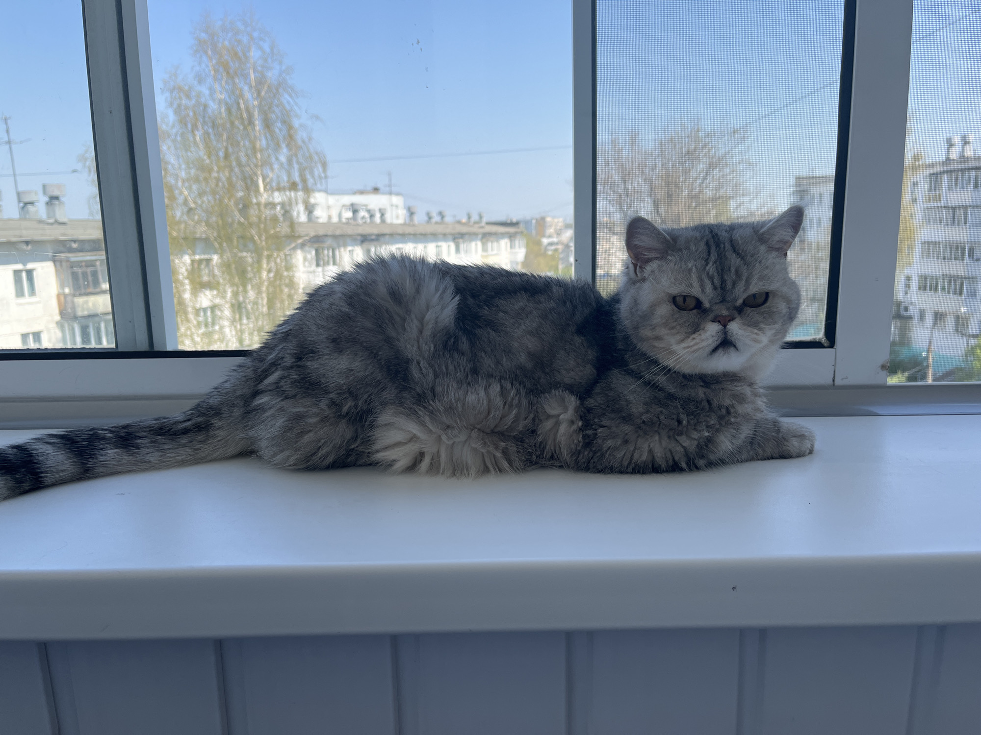A gray and black striped tabby cat is lying on a white windowsill. Outside the window, buildings and trees are visible, suggesting an urban setting. The buildings appear to be in Chaikovsky, Russia, based on the architectural style and landscape. The day appears to be sunny, with a clear sky. The cat is the primary subject, exhibiting a relaxed pose. The background includes the architectural elements of Chaikovsky, such as apartment buildings and trees. The window has a screen. The cat's tail extends towards the left side of the frame. The cat's expression appears serious.