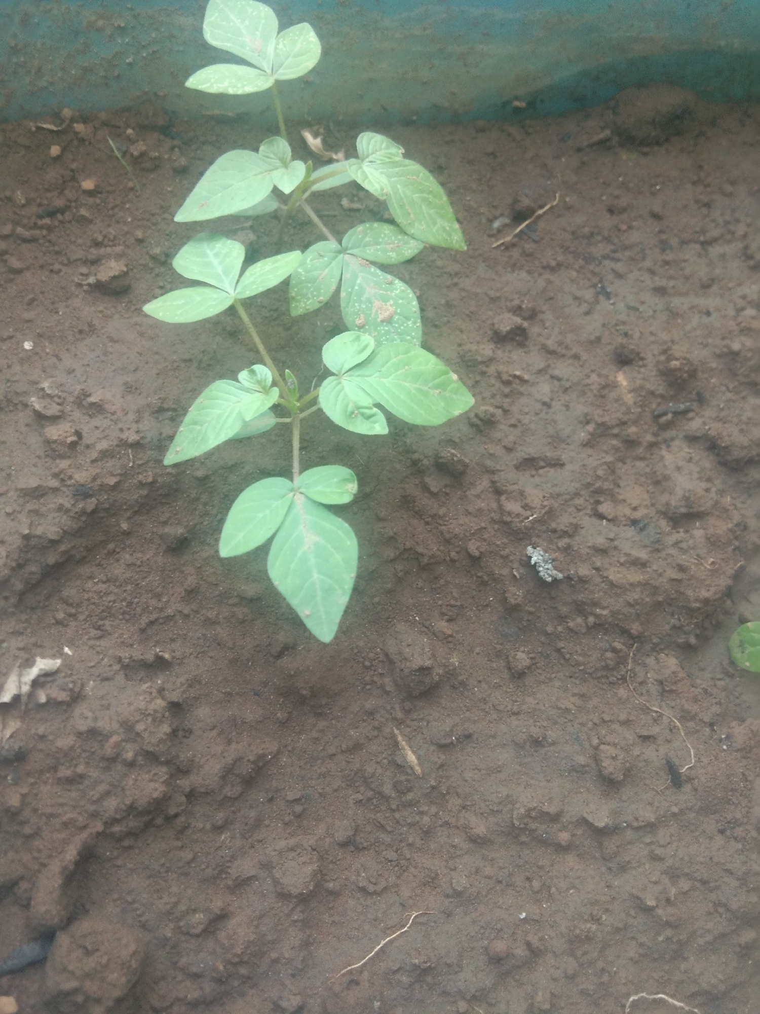 A young bean plant with trifoliate leaves grows vertically from dark, moist soil. The plant stem is slender, and the leaves are a light green with some lighter speckling. The soil appears to be in a planter or container, indicated by a teal-colored edge visible at the top of the image. The surrounding soil is clumpy and uneven, with some small debris present. The scene is captured from a high angle, looking down on the plant. The location is identified as Surabaya, Indonesia.