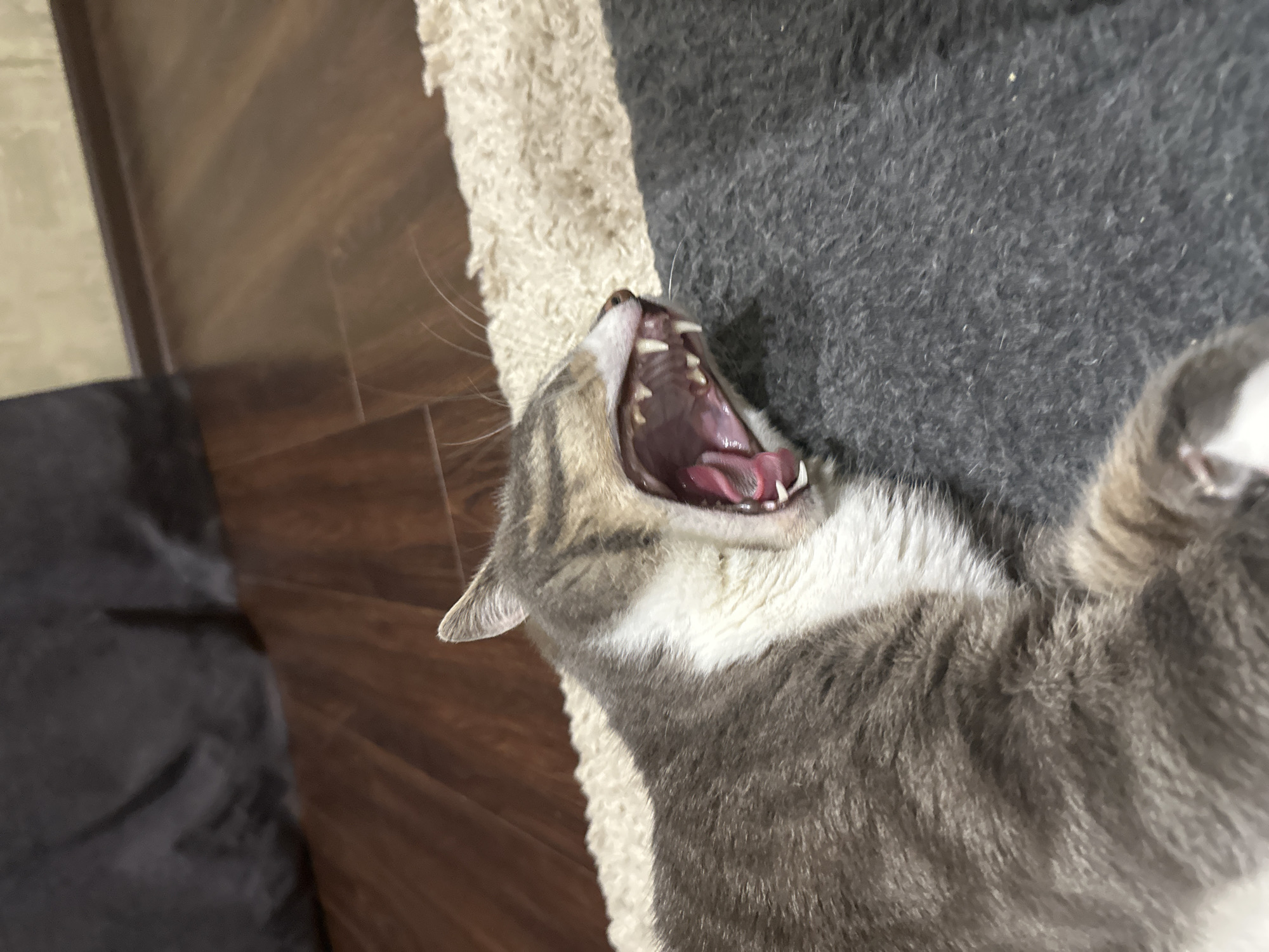 A gray and white cat yawns widely while lying on a textured surface. The cat's mouth is open, revealing its pink tongue and sharp teeth. The background consists of a wooden floor and a dark, soft surface. The scene is indoors.