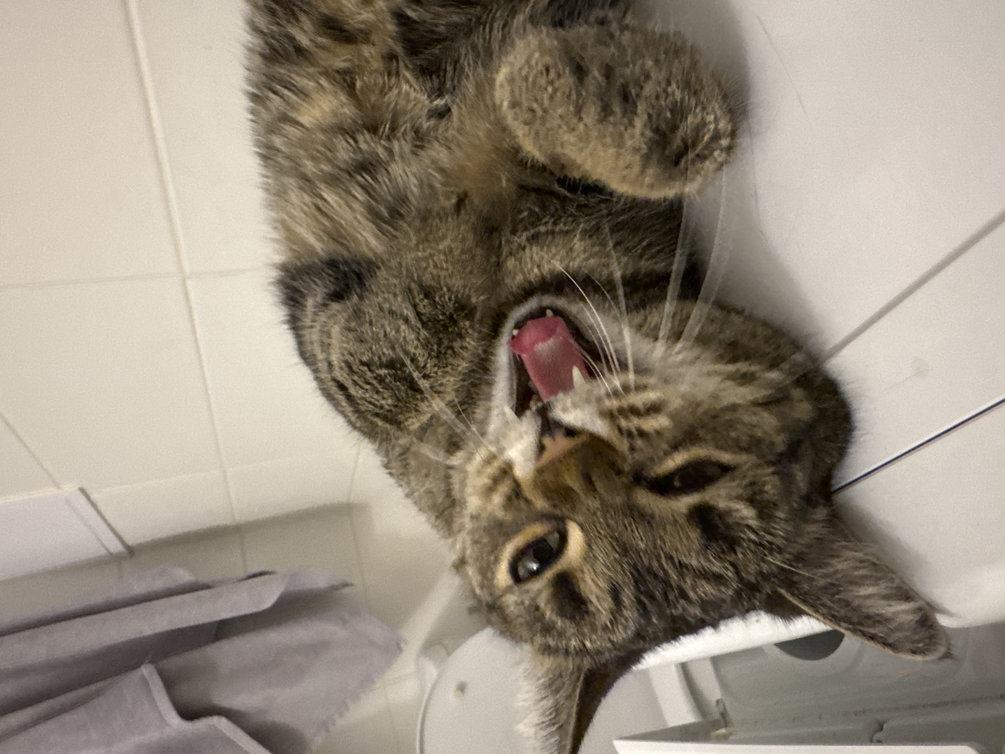 A tabby cat is lying on its back on a white surface, with its tongue out. The cat's eyes are open and it appears to be in a playful or sleepy state. The background consists of white tiled walls and a gray towel hanging on the left side of the image. The scene is indoors, likely in a bathroom. There is no indication of the location being Moscow, Russia.