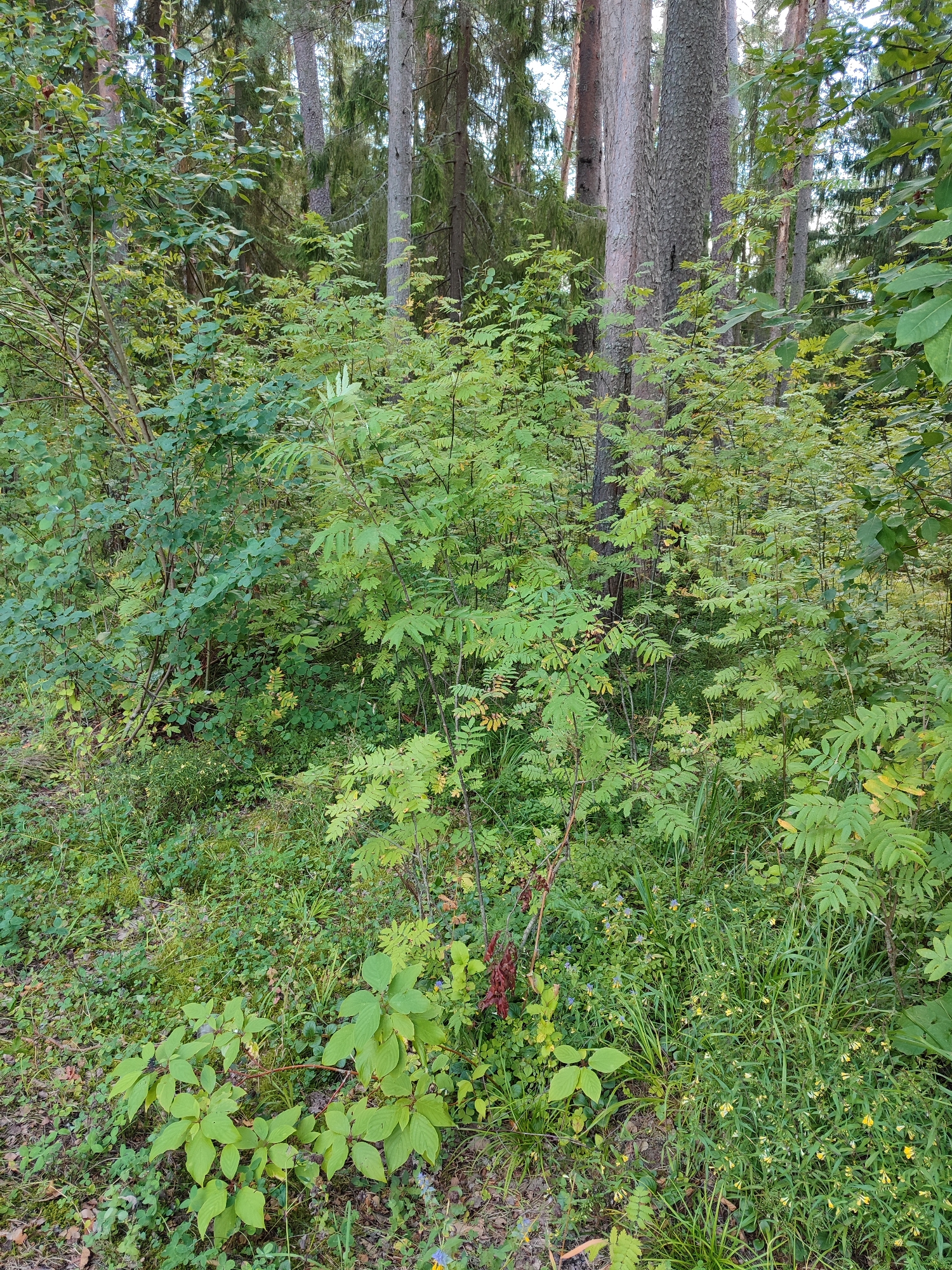 The image depicts a dense, green forest floor with a variety of plants and trees. Sunlight filters through the canopy, illuminating patches of the undergrowth. The scene is dominated by lush foliage, including ferns, grasses, and leafy bushes. Several tall trees with rough bark rise in the background, their trunks partially obscured by the vegetation. Small yellow wildflowers are scattered among the grass, adding touches of color to the scene. The ground is covered in a mix of fallen leaves, moss, and damp soil, suggesting a natural, undeveloped environment. There are no people or animals visible in the image. The overall impression is one of a serene and untouched natural landscape.