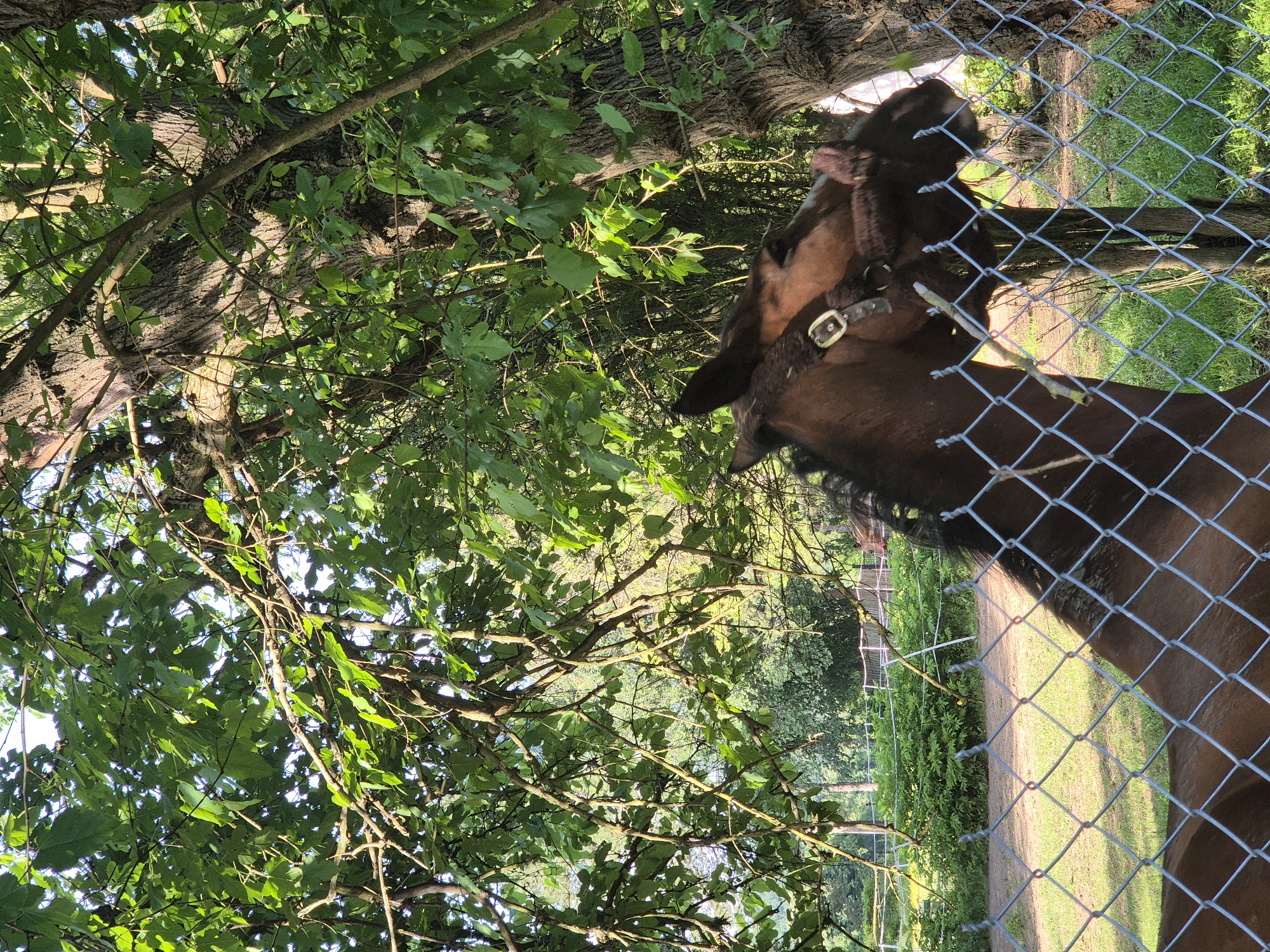 The image depicts a brown horse behind a chain-link fence, with lush green foliage and trees dominating the background. The horse's head and neck are visible, wearing a bridle. Sunlight filters through the leaves, creating dappled shadows on the ground. The setting appears to be an outdoor area, possibly a paddock or a farm, characterized by grass, bushes, and a wooden fence in the distance. The specific location is the city of Ravna Gora, Bulgaria. The overall atmosphere is natural and serene.