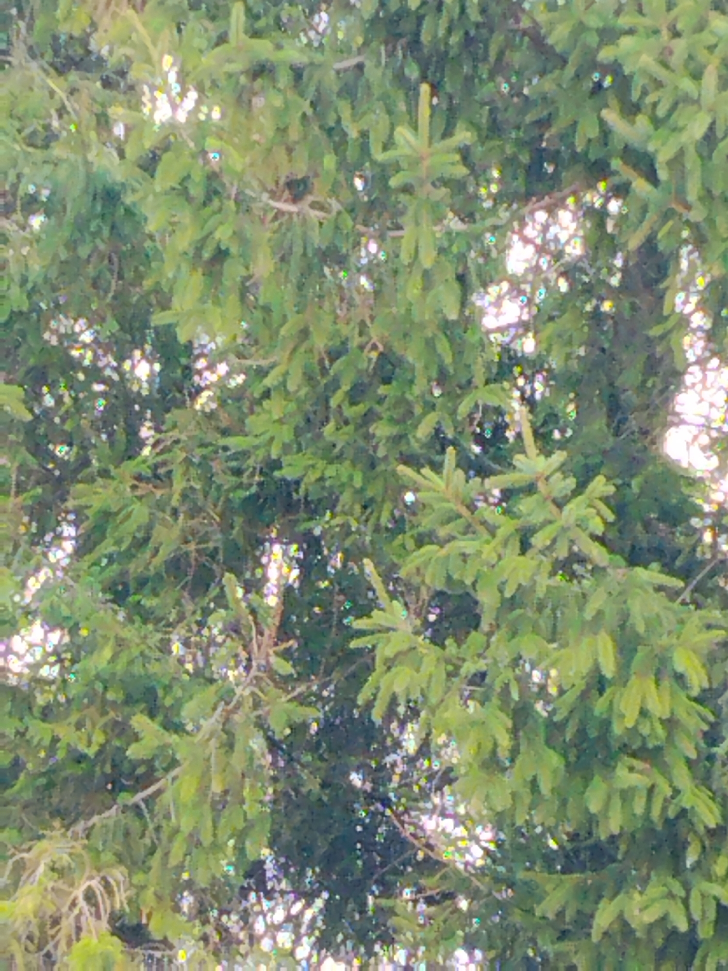 The image is a close-up, somewhat blurry photograph of the branches and needles of a coniferous tree, likely a spruce or fir. The lighting suggests it is daytime, with sunlight filtering through the foliage, creating bright highlights and dappled patterns. There are no people, animals, or man-made objects visible in the frame. The context provided about the city of Jelcza, Poland, cannot be verified from the image itself, as it contains only natural elements.