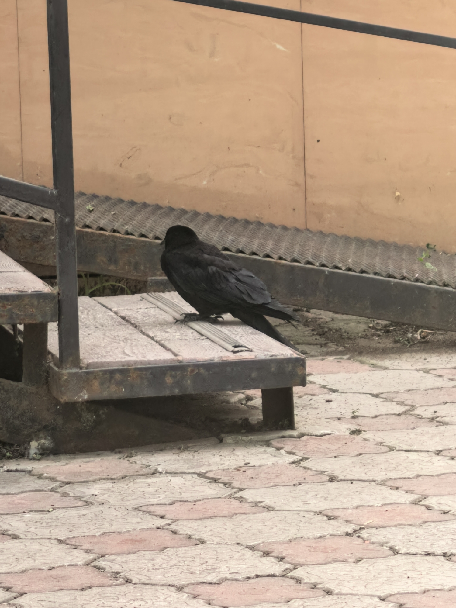 A crow is perched on a wooden step of a metal staircase, seemingly outdoors in the city of Sterlitamak, Russia. The background features a light brown wall or building facade. The ground is paved with interlocking pink and gray brick-like tiles.
