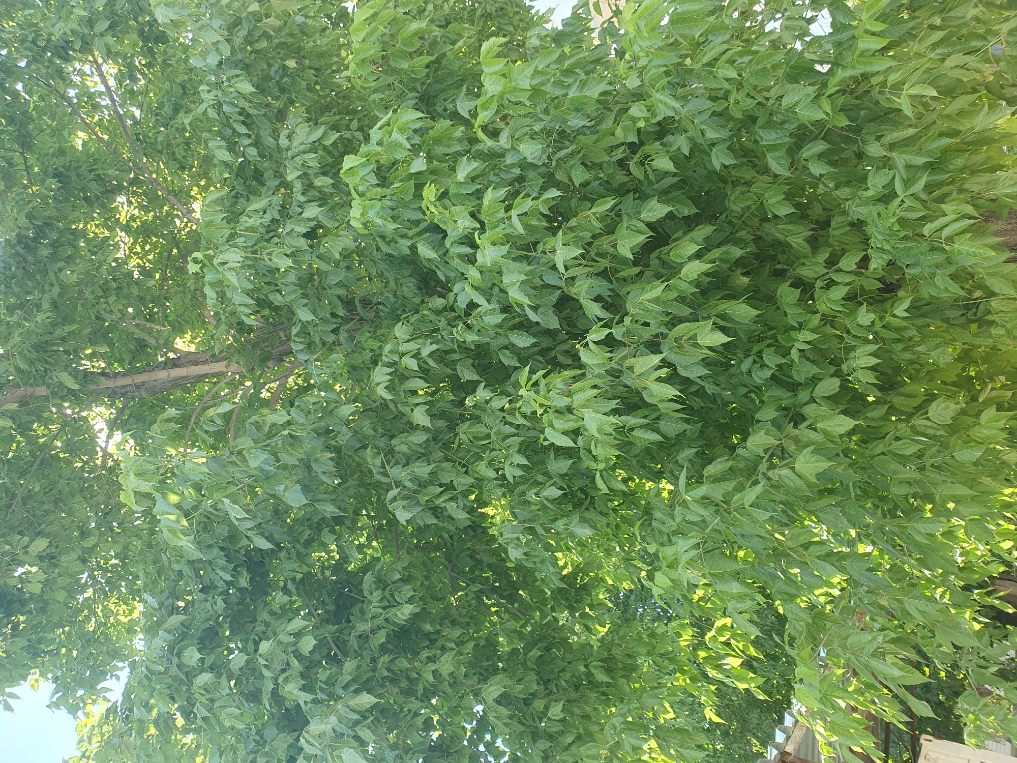 The image shows a dense canopy of green leaves of a tree, likely a deciduous species, against a bright sky. The leaves are various shades of green, with sunlight filtering through them in some areas, creating a dappled effect. The texture of the leaves is finely detailed, with visible veins on some. In the lower left corner of the image, a small portion of a building with a corrugated metal roof and white siding is visible, suggesting an urban or suburban setting. The tree's trunk, partially obscured by foliage, appears rough and textured. The overall impression is one of lush, natural growth within a man-made environment. There are no people or animals visible in the image. This scene is consistent with a tree in a garden or yard in Tashkent, Uzbekistan, where such trees are common, and the architectural elements suggest residential areas of the city.