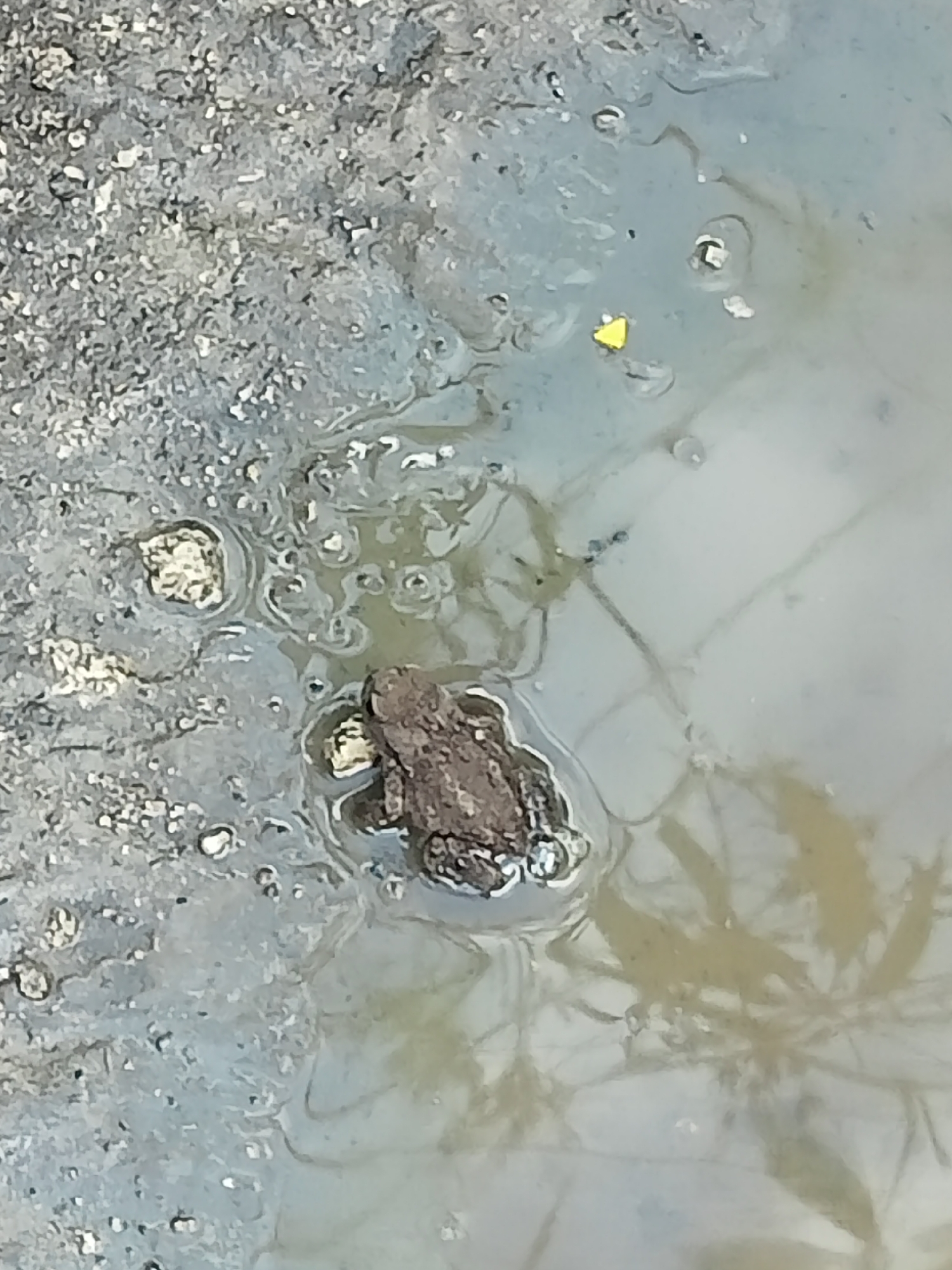 The image shows a frog partially submerged in murky water. The frog is brown and appears to be resting. The water is shallow and appears to be mixed with mud and gravel, suggesting a natural or semi-natural environment such as a puddle, pond edge, or shallow stream. Some small stones and debris are visible in the water and on the adjacent ground, which is a mix of grey gravel and mud. There is a small yellow object, possibly a piece of debris or a leaf, floating in the water to the left of the frog. The lighting is diffused, suggesting it could be daytime with overcast skies or the image was taken in shade. There is no text visible in the image. The overall scene conveys a sense of a natural, possibly rural, environment.
