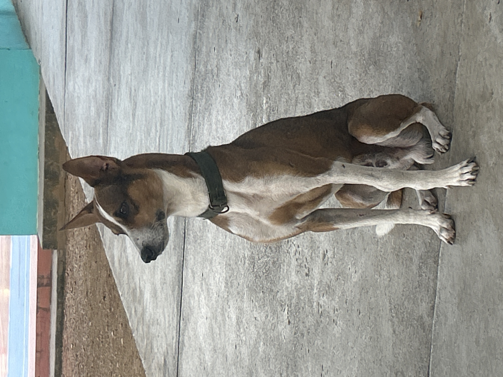 A medium-sized brown and white dog with pointed ears and a green collar is sitting on a concrete surface. The dog is looking to its left. In the background, there is a textured brown area, followed by a concrete walkway, and then a building with teal and pink sections. The environment appears to be outdoors, possibly in a park or a public space in Santa Ana, Venezuela.