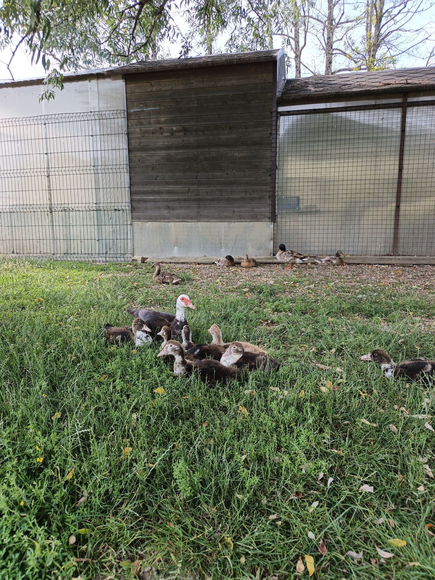 A group of ducks and ducklings are gathered in a grassy area in front of a wooden and wire-mesh enclosure. The enclosure appears to be a shelter or pen for animals. The main subjects are a large, dark-colored duck with a distinctive red, warty face, and a cluster of smaller, brown and black ducklings surrounding it. Several other ducks are visible in the background, some resting and others standing. The ground is covered in green grass with scattered fallen leaves. The enclosure is made of dark wooden planks on the left and a transparent, netted material on the right, supported by metal poles. Trees with green leaves and bare branches are visible above the enclosure, suggesting it might be autumn or early spring. The lighting suggests it is daytime, likely outdoors. The setting appears to be a rural or farm environment. There is no visible text in the image.