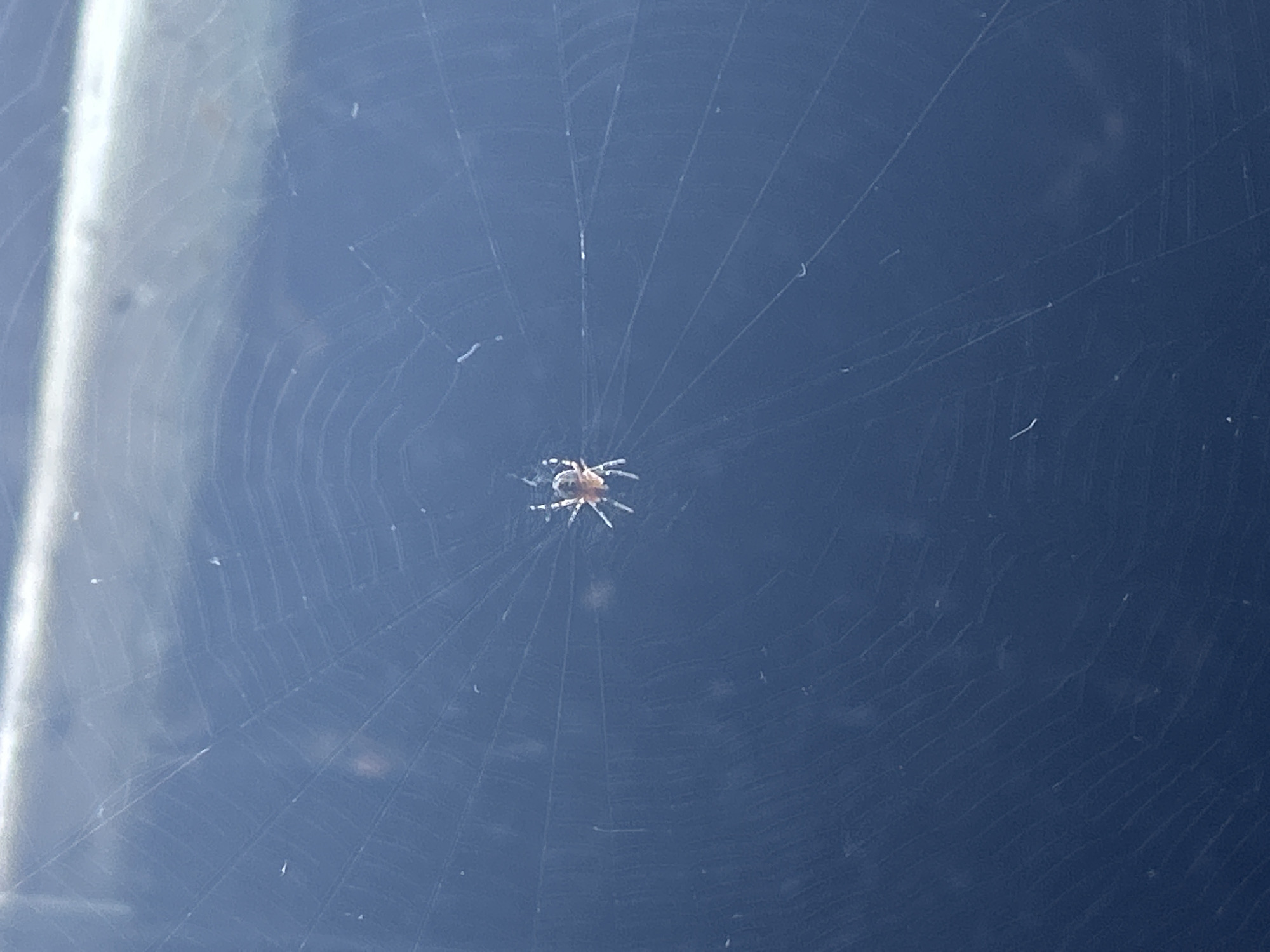 The image shows a spider web with a small spider at its center. The web is constructed with concentric circles and radial lines, stretched against a blurred background of what appears to be a blue surface. The location is not discernible from the image, and therefore cannot be identified as Фоки, Russia.
