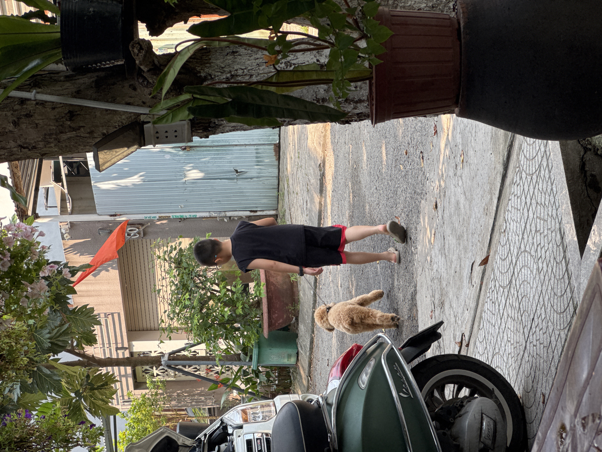 A boy walks a tan poodle on a leash down a paved alleyway. The boy wears a black t-shirt, black shorts with red trim, and sandals. A green and white scooter is parked in the alley. The alleyway is lined with buildings and plants in pots. A faded orange flag hangs from a building on the left. The picture appears to have been taken in a residential area in Đà Nẵng, Vietnam, based on the architecture and the presence of scooters.