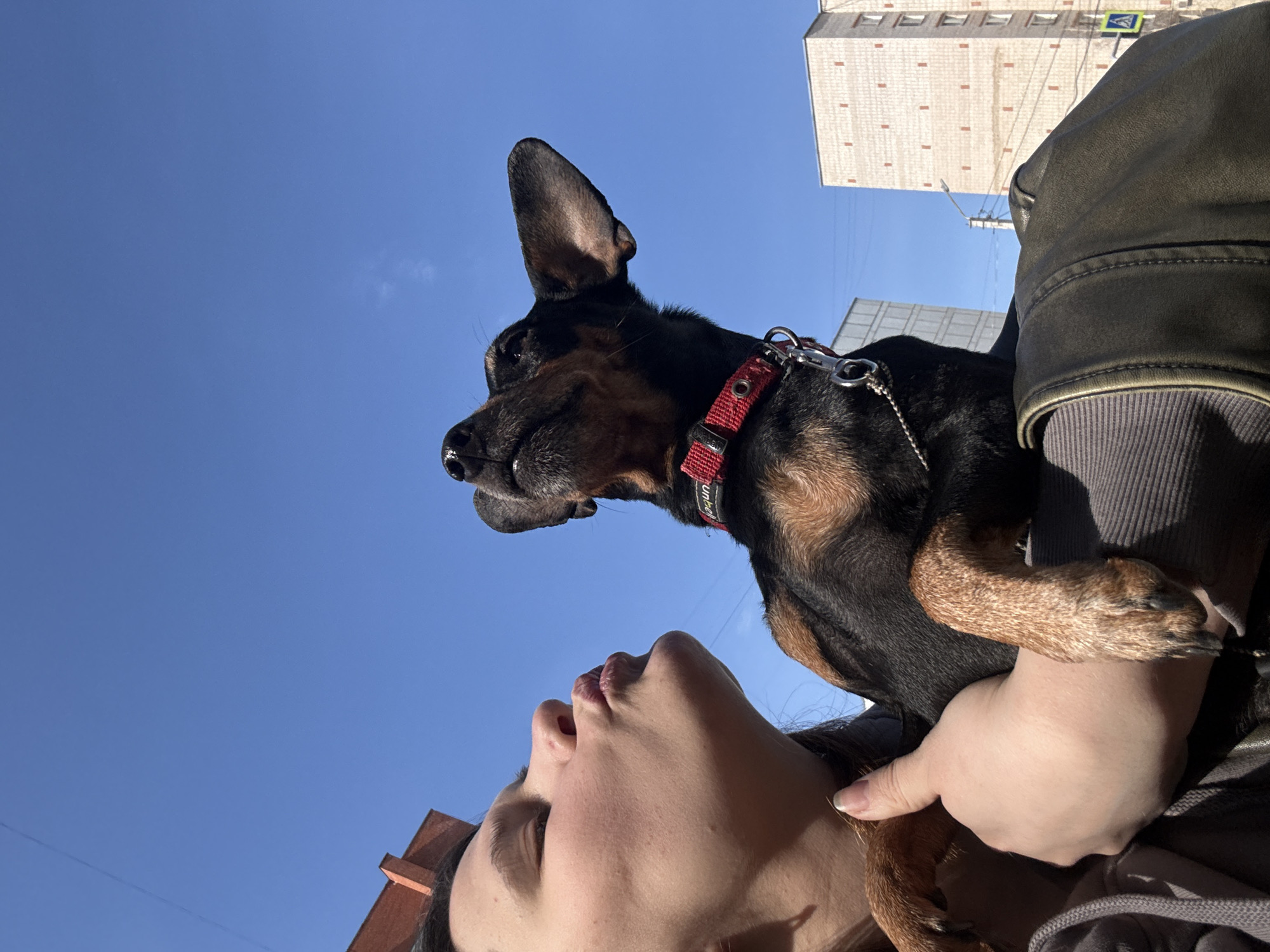 The image captures a person holding a small dog outdoors, with a vibrant blue sky dominating the left and top portions of the frame. The perspective is a low-angle shot looking upwards.
On the right side of the image, a dark-furred dog, possibly a Miniature Pinscher or a similar breed, with tan markings, is held by a person. The dog wears a red collar with silver hardware, showing a partially visible brand name "UMB...N". Its ears are perked, and its profile is turned towards the left, with an alert and attentive expression. Its mouth is slightly open.
Below the dog, towards the bottom right, the person's face and shoulder are visible. The person appears to be supporting the dog with one hand, which is visible near the dog's front legs. They are wearing a dark jacket over a grey ribbed garment. The person's lips are slightly parted, and their gaze seems directed upwards and to the left, mirroring the dog's apparent focus.
The background consists primarily of a clear, deep blue sky, indicating bright, sunny weather with minimal cloud cover. In the far upper right corner, parts of two multi-story buildings are visible. These buildings have light-colored, textured facades with visible window rows, characteristic of urban architecture. A blue and white pedestrian crossing sign is clearly visible on the facade of the more prominent building, along with a street light pole and power lines against the sky. The strong sunlight casts bright highlights on the subjects and buildings, suggesting it is either morning or afternoon. The visible architecture and road sign are consistent with an urban setting in Chaikovsky, Russia.