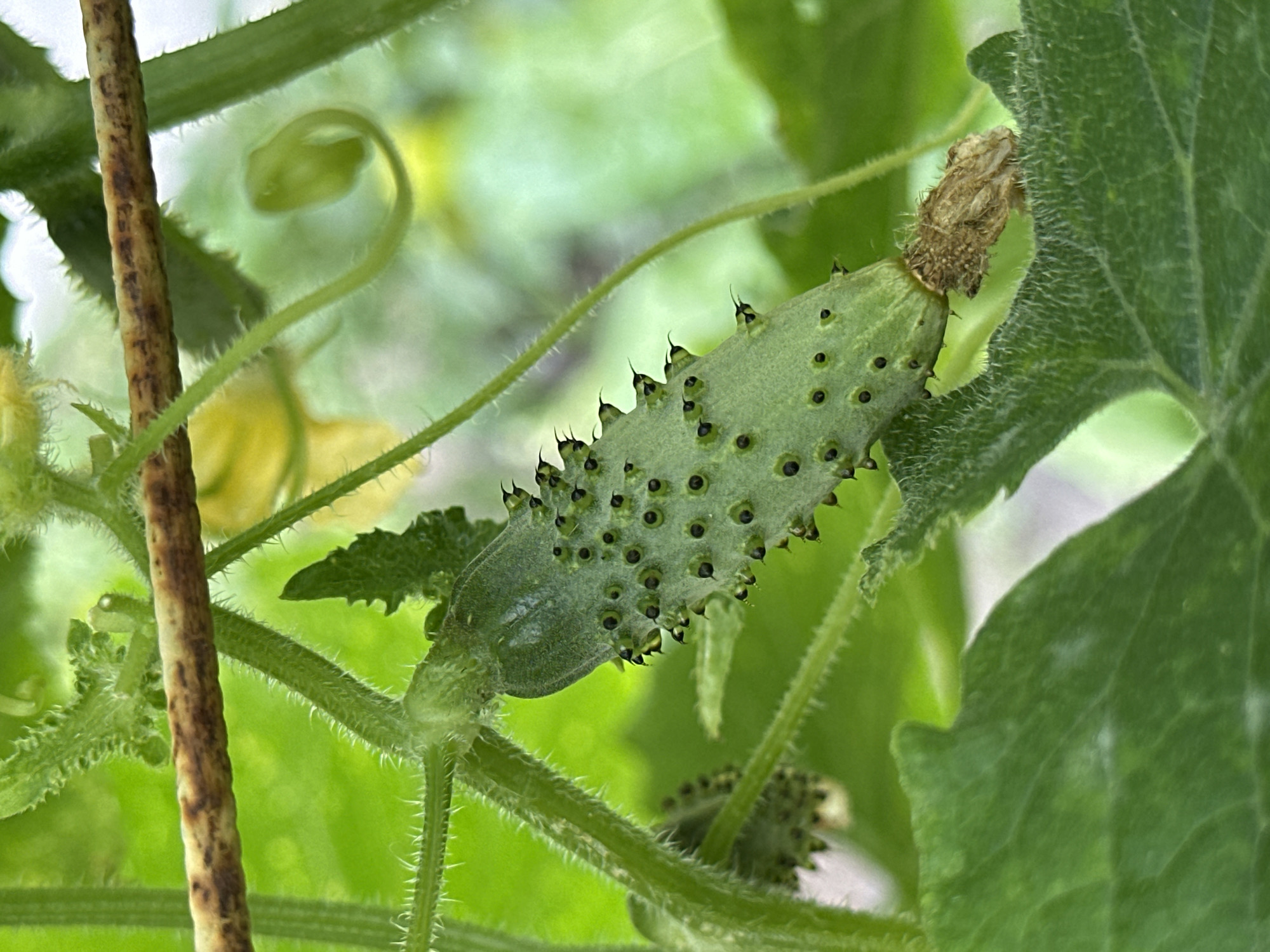 The image is a close-up, eye-level shot of a young, green cucumber growing on a vine. The cucumber is covered in small, black spines. The vine has fuzzy green stems and tendrils. In the background, there are large, green leaves and a hint of a yellow flower. A thin, brown branch runs horizontally across the top of the image. The image is set in a garden environment. There are no people or animals visible. The location is Yessentuki, Russia.
